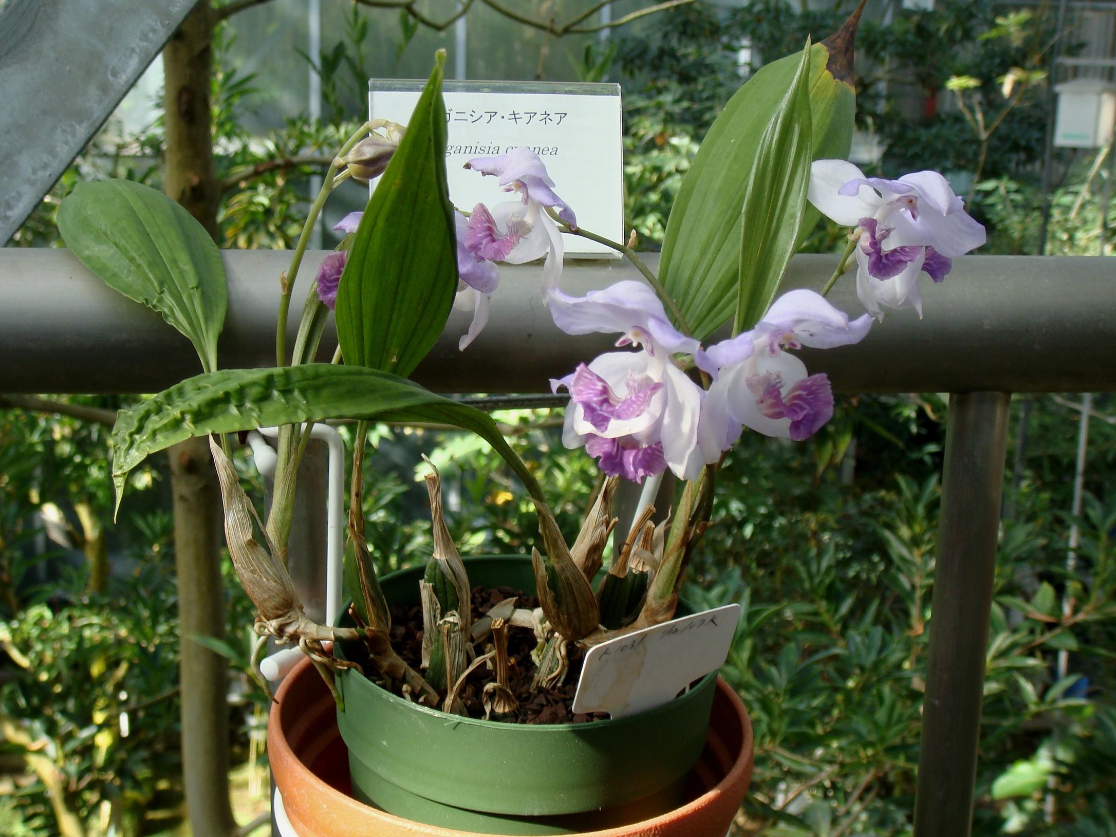 http://orchids.la.coocan.jp/Acacallis/Acacallis%20cyanea/DSC02308.JPG