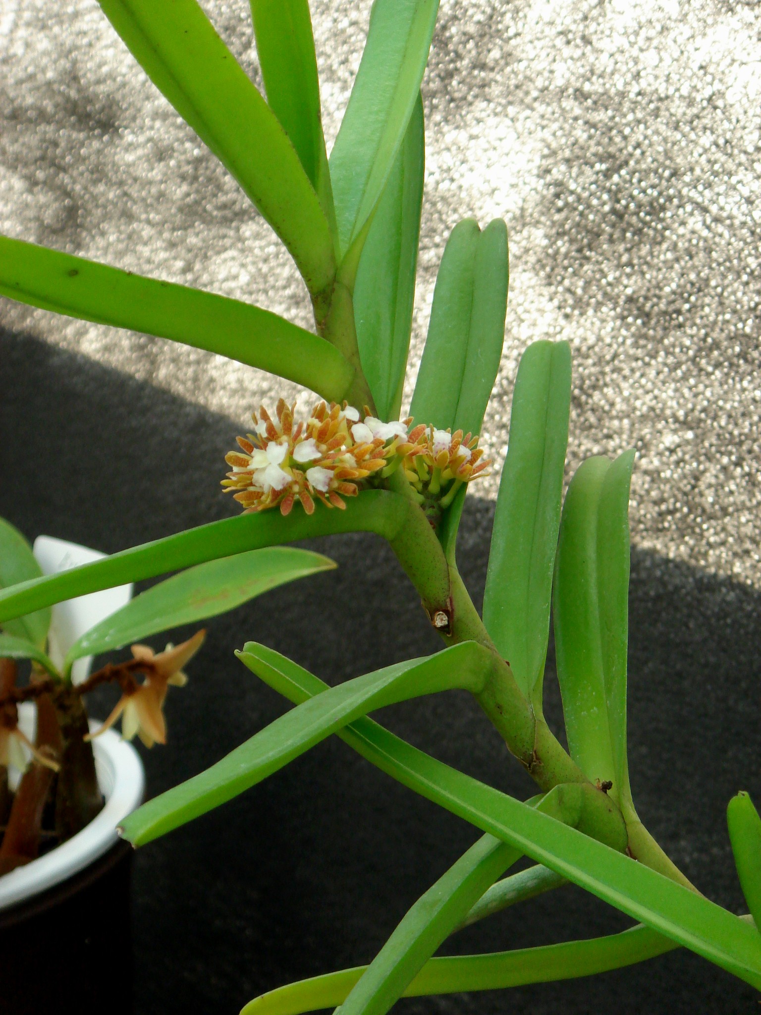 http://orchids.la.coocan.jp/Acampe/Acampe%20ochracea/DSC08928.JPG
