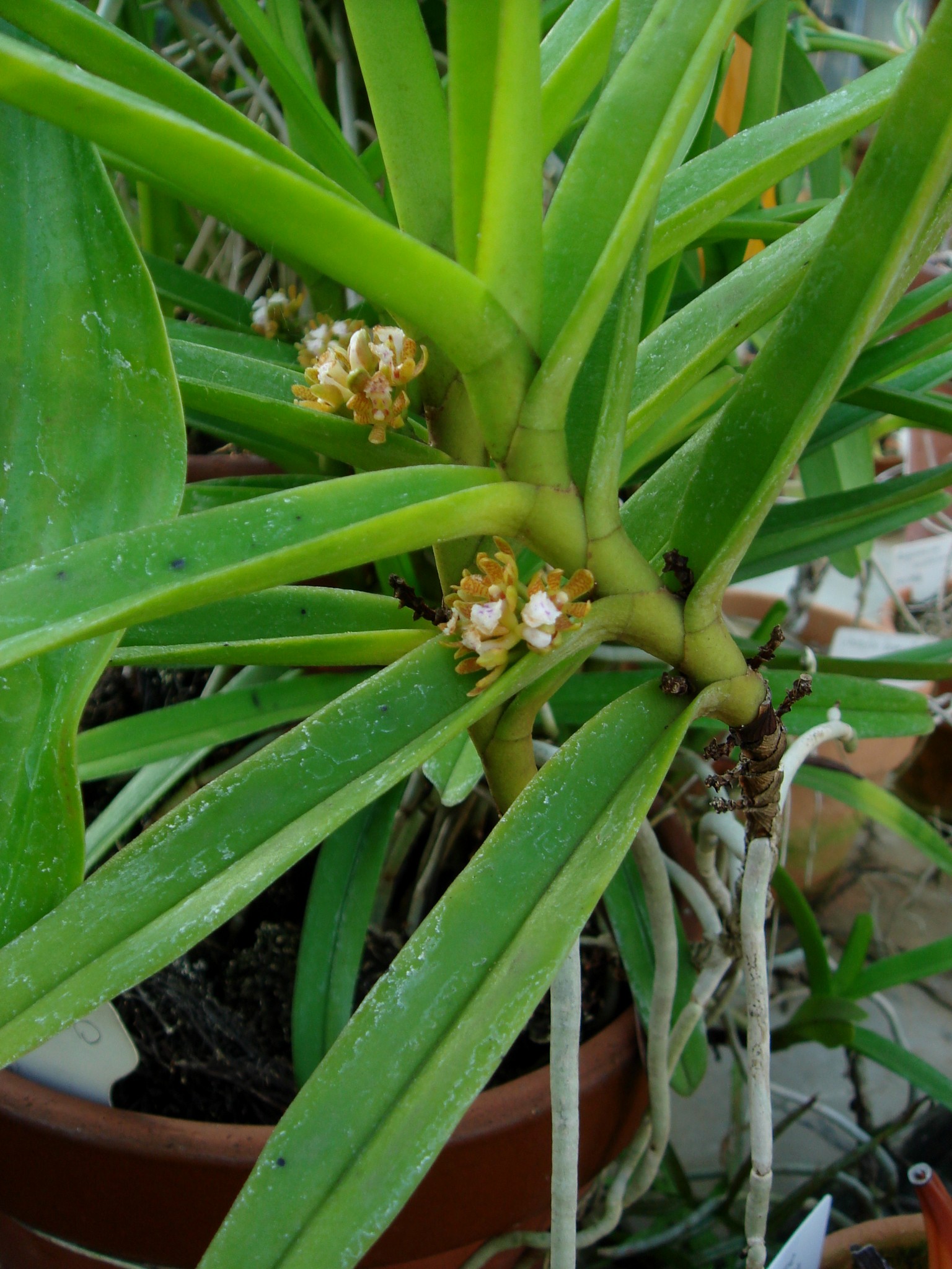 http://orchids.la.coocan.jp/Acampe/Acampe%20papillosa/DSC07883.JPG