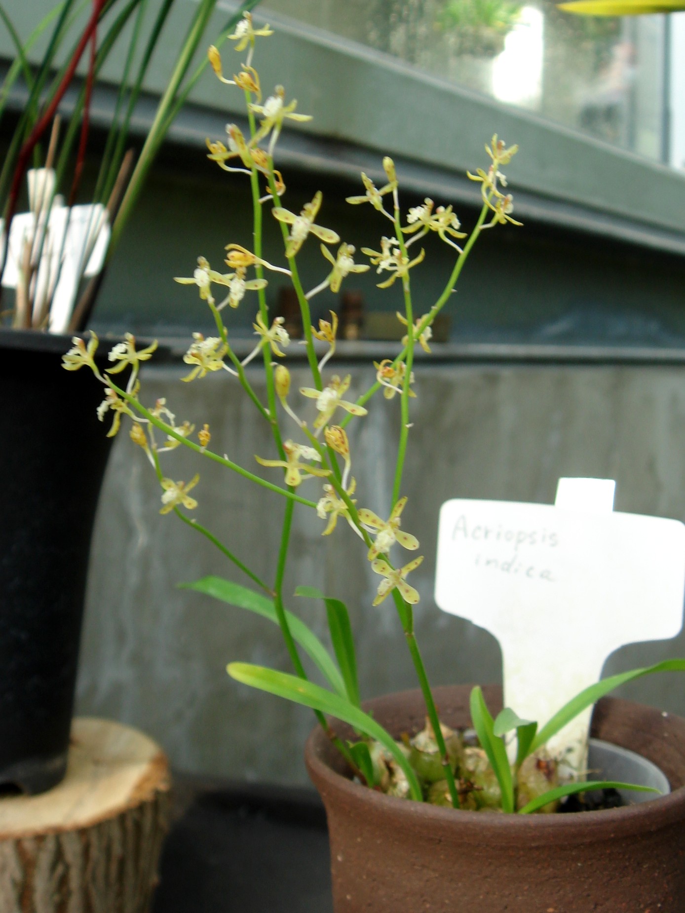 http://orchids.la.coocan.jp/Acriopsis/Acriopsis%20indica/DSC09401.JPG