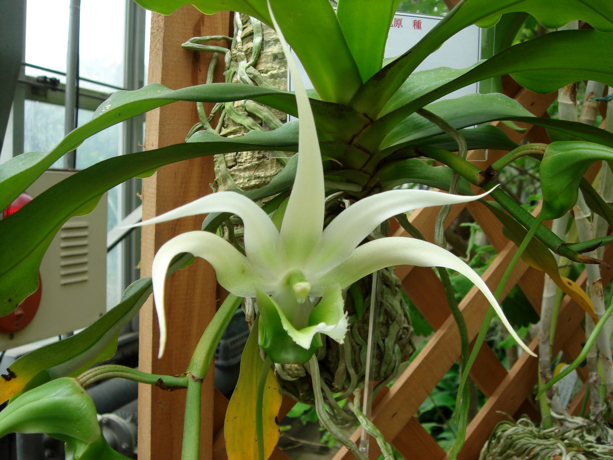 http://orchids.la.coocan.jp/Aeranthes/Aeranthes%20henricii/DSC01223.JPG