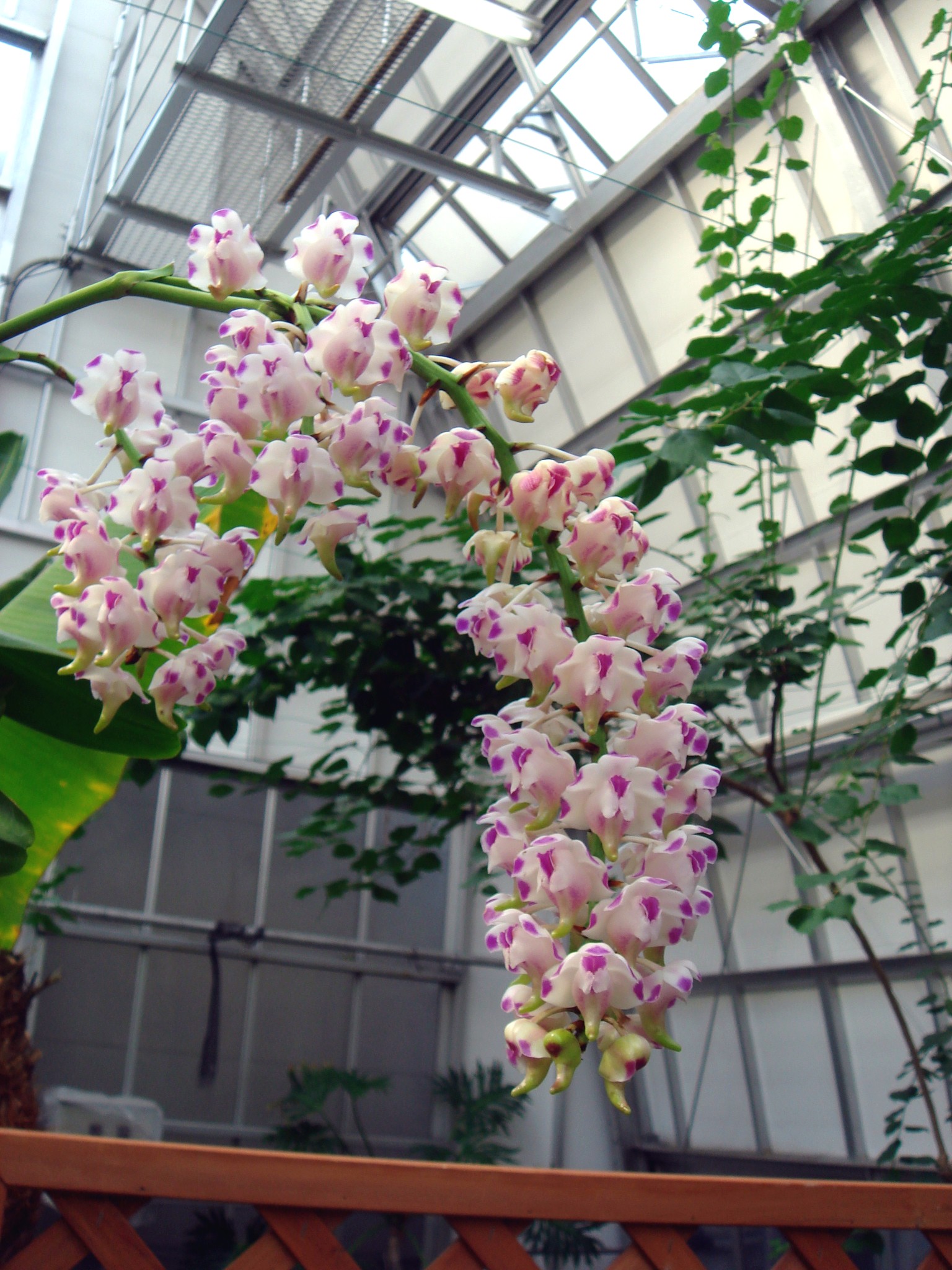 http://orchids.la.coocan.jp/Aerides/Aerides%20lawrenciae/DSC03921.JPG