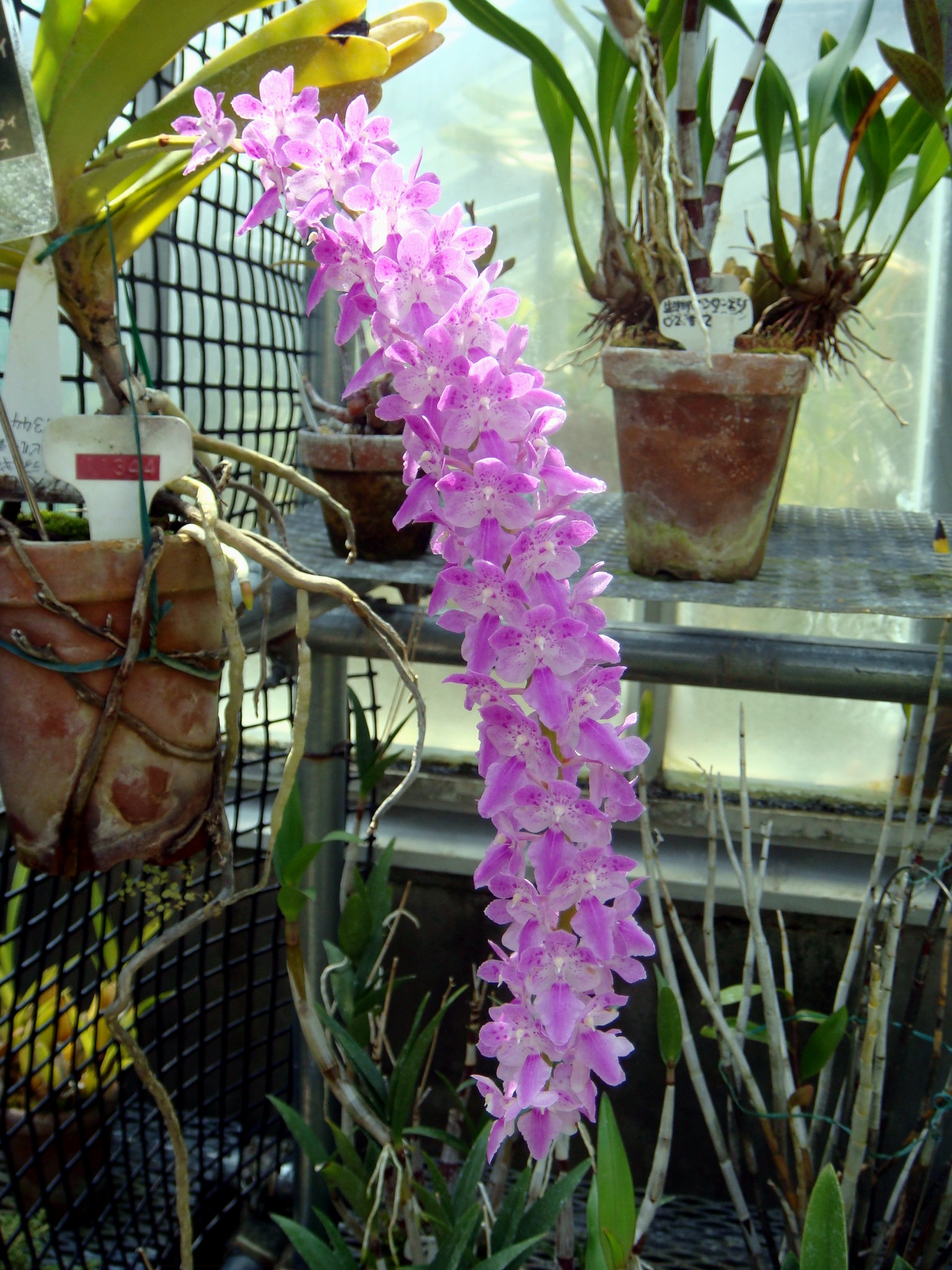 http://orchids.la.coocan.jp/Aerides/Aerides%20rosea/DSC08986.JPG