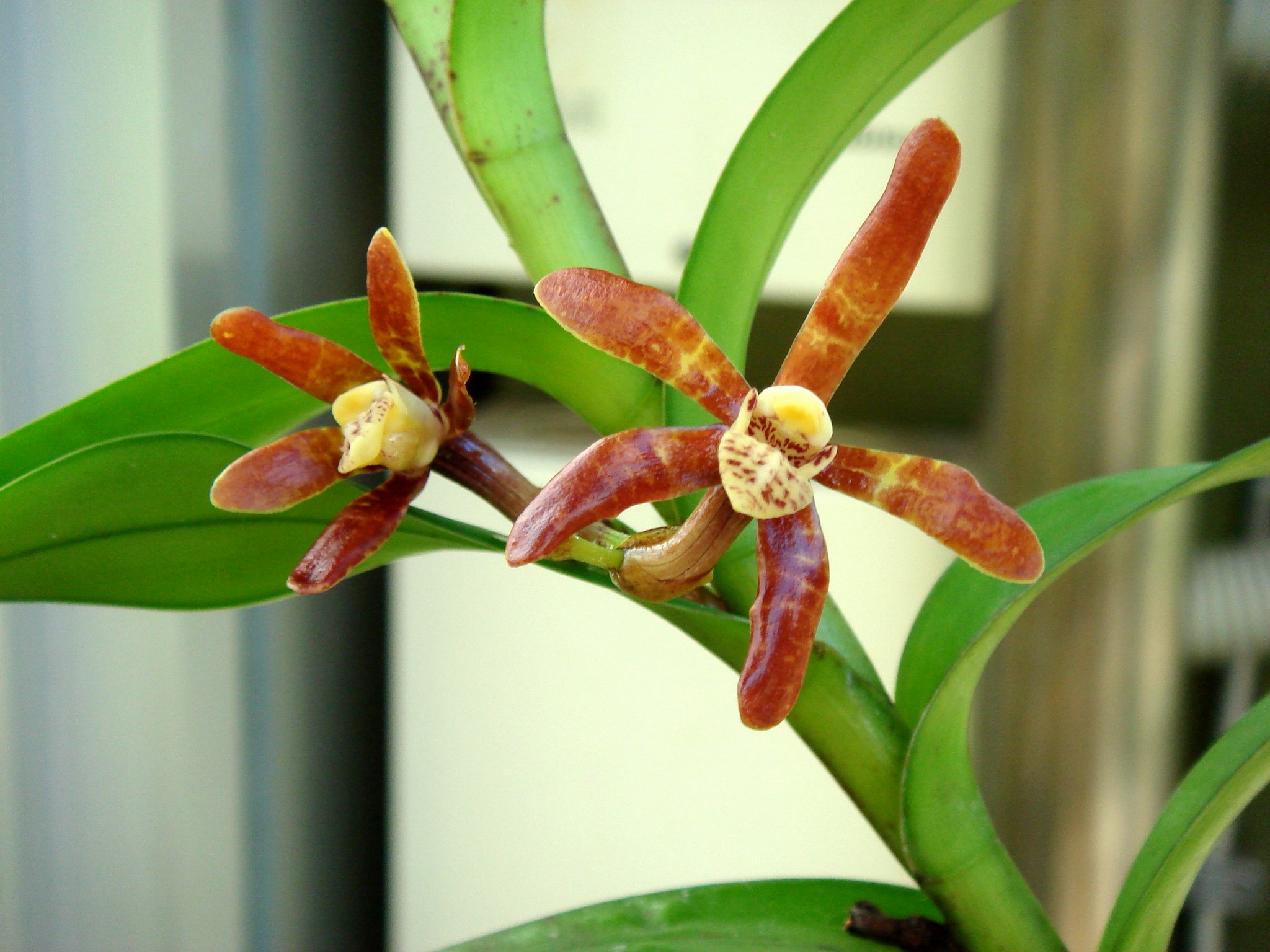 http://orchids.la.coocan.jp/Arachnis/Arachnis%20sulingii/DSC08933.JPG