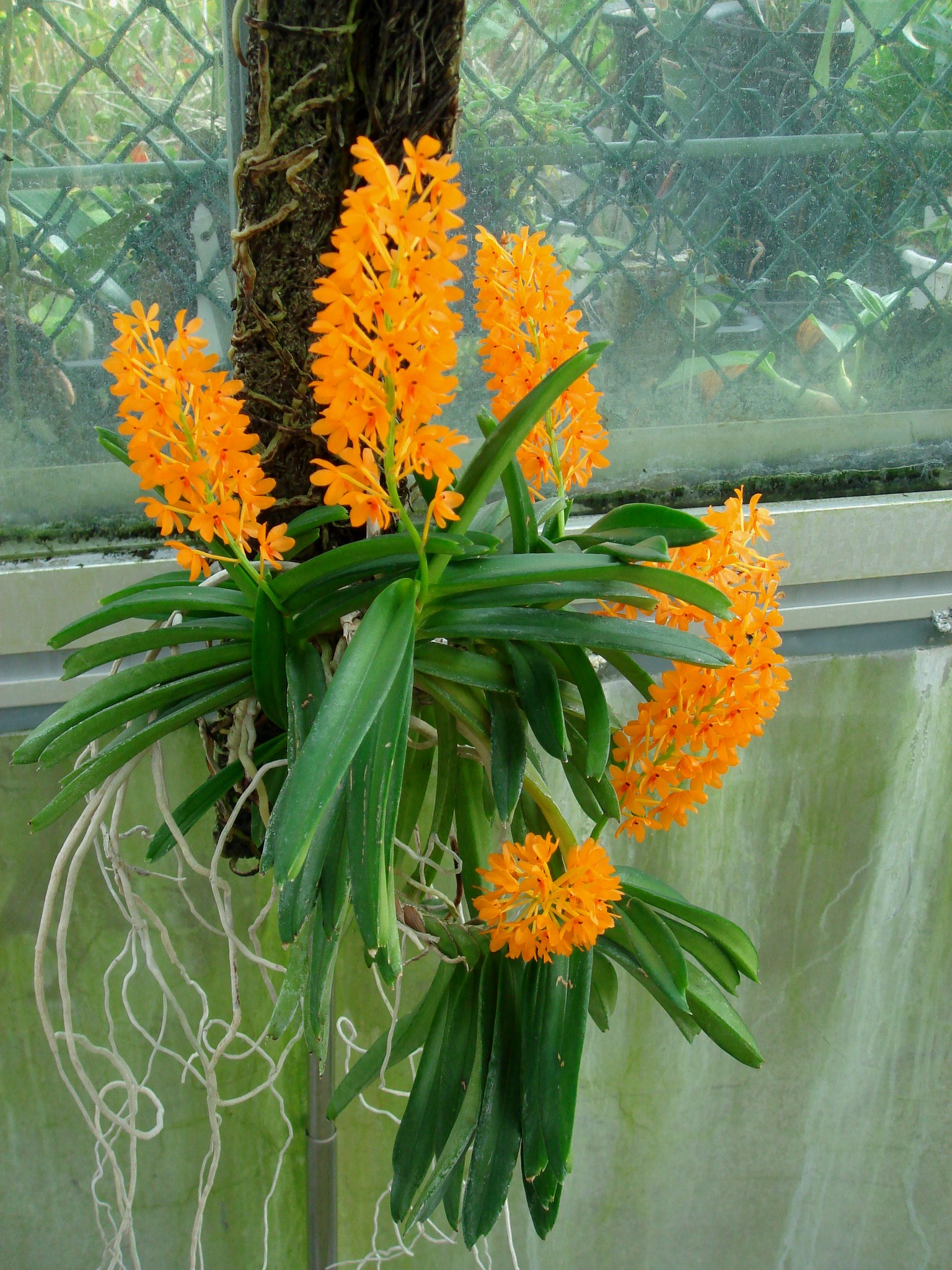 http://orchids.la.coocan.jp/Ascocentrum/Ascocentrum%20garayi/DSC01348.JPG