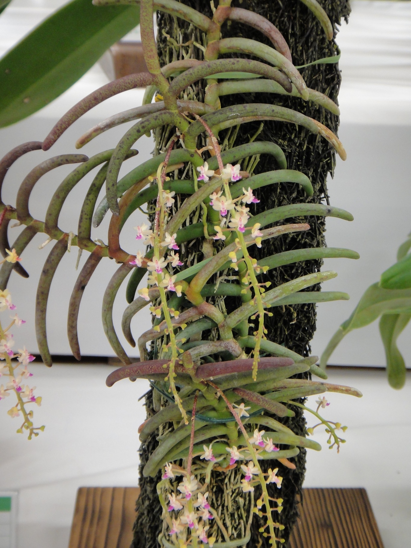 http://orchids.la.coocan.jp/Cleisostoma/Cleisostoma%20arietinum/DSC08798.JPG