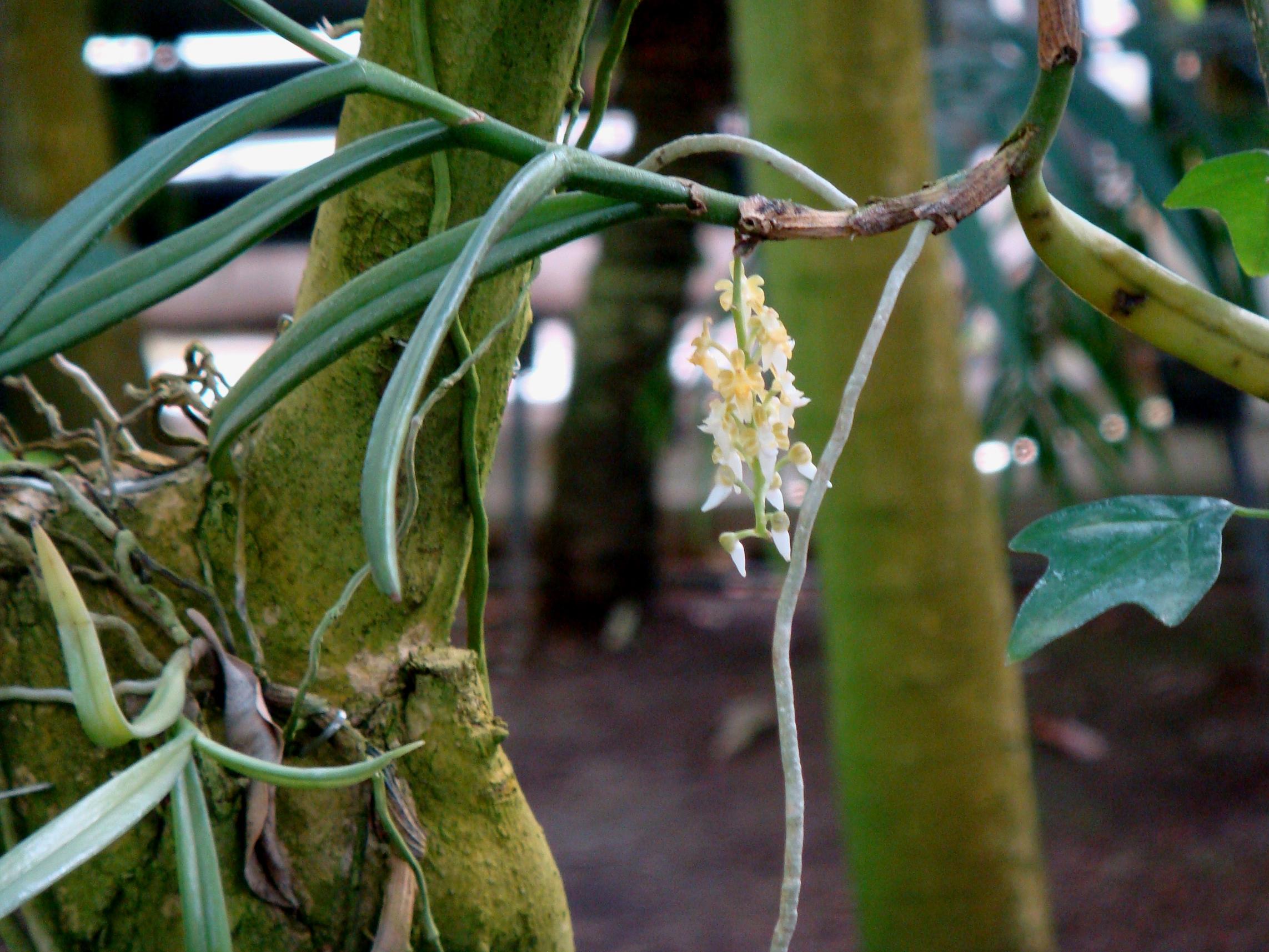 http://orchids.la.coocan.jp/Cleisostoma/Cleisostoma%20subulatum/DSC09591.JPG