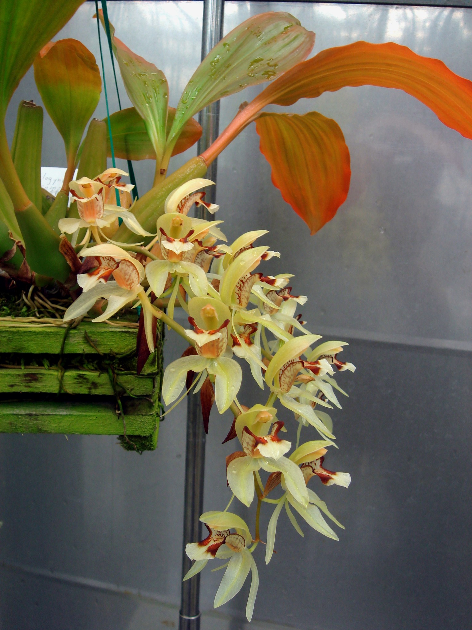 http://orchids.la.coocan.jp/Coelogyne/Coelogyne%20assamica/DSC09341.JPG