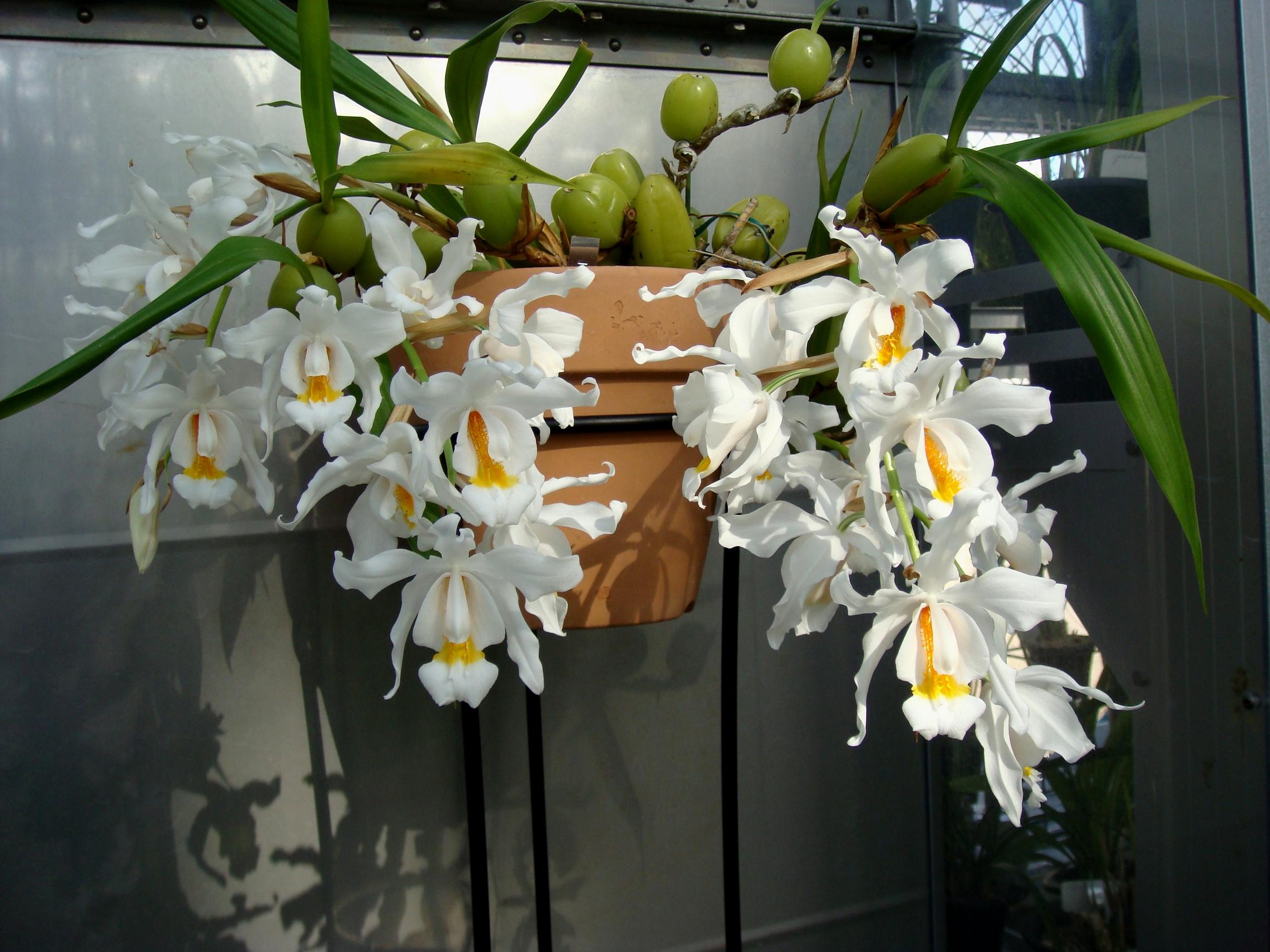 http://orchids.la.coocan.jp/Coelogyne/Coelogyne%20cristata/DSC08902.JPG