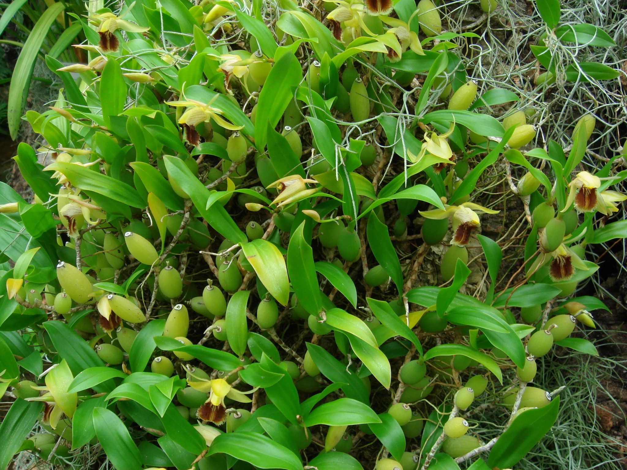 http://orchids.la.coocan.jp/Coelogyne/Coelogyne%20fimbriata/DSC01348.JPG