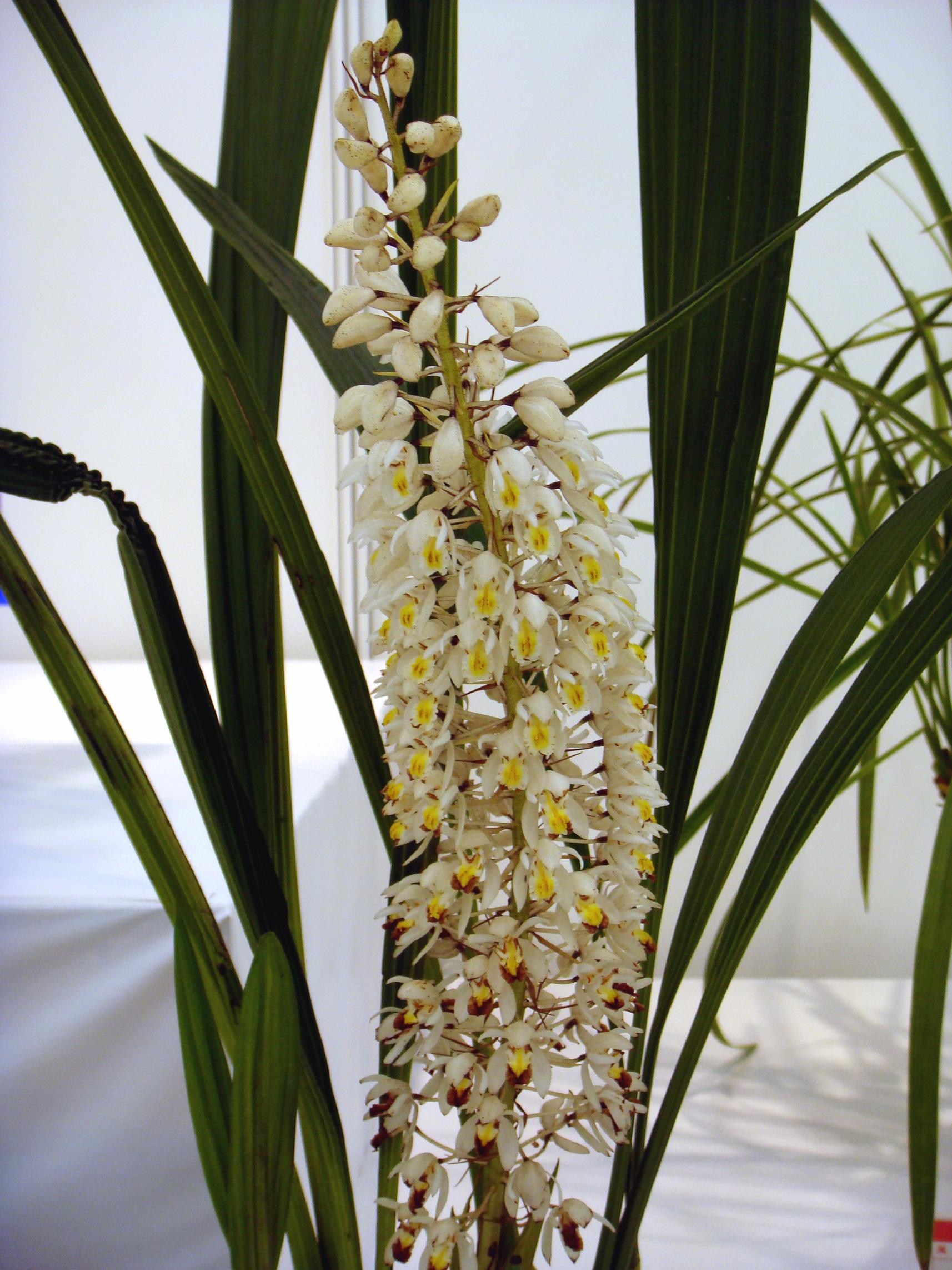 http://orchids.la.coocan.jp/Coelogyne/Coelogyne%20multiflora/DSC05172.JPG