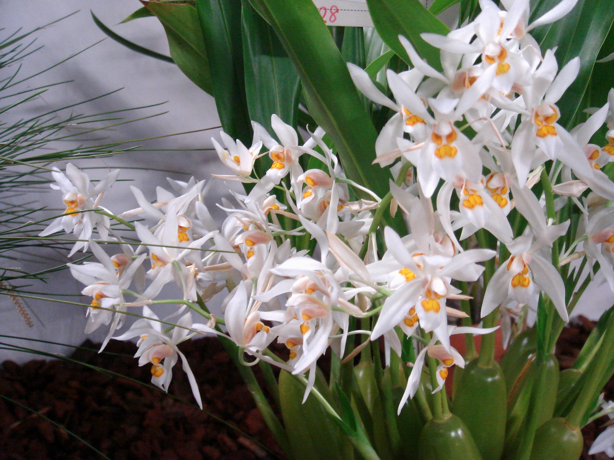 http://orchids.la.coocan.jp/Coelogyne/Coelogyne%20nitida/DSC06420.JPG