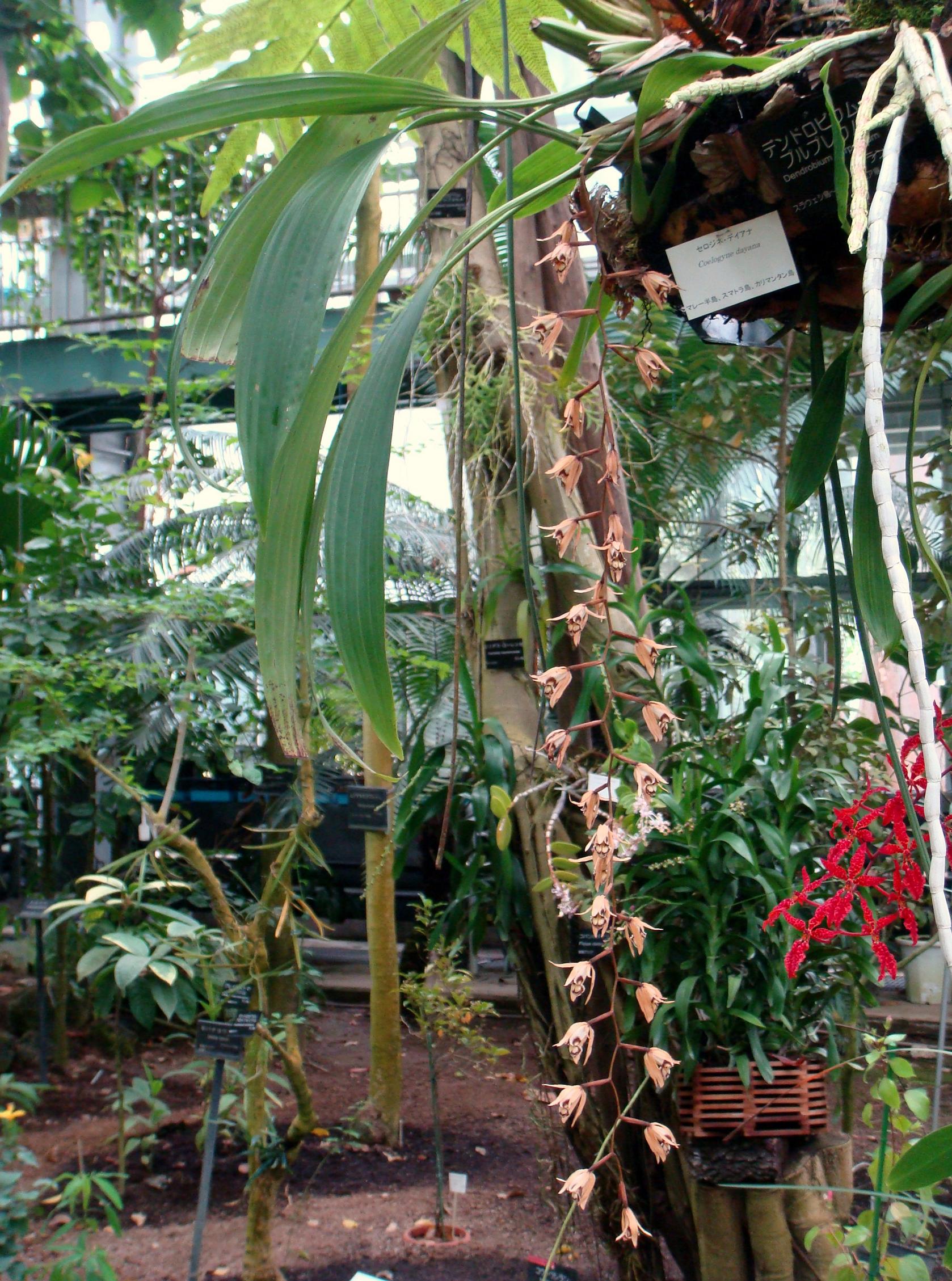 http://orchids.la.coocan.jp/Coelogyne/Coelogyne%20pulverula/DSC07982.JPG