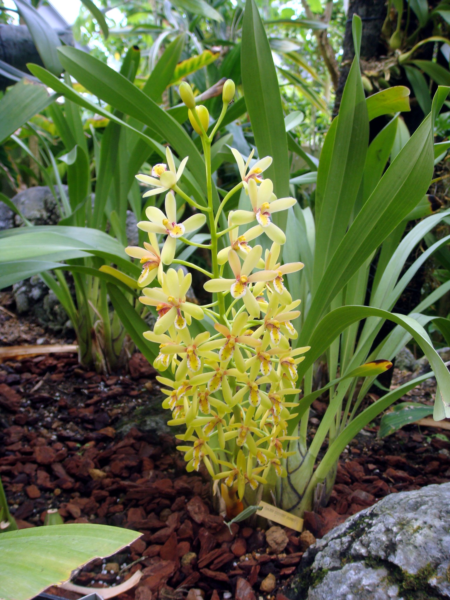 http://orchids.la.coocan.jp/Cymbidium/Cymbidium%20chloranthum/DSC02119.JPG