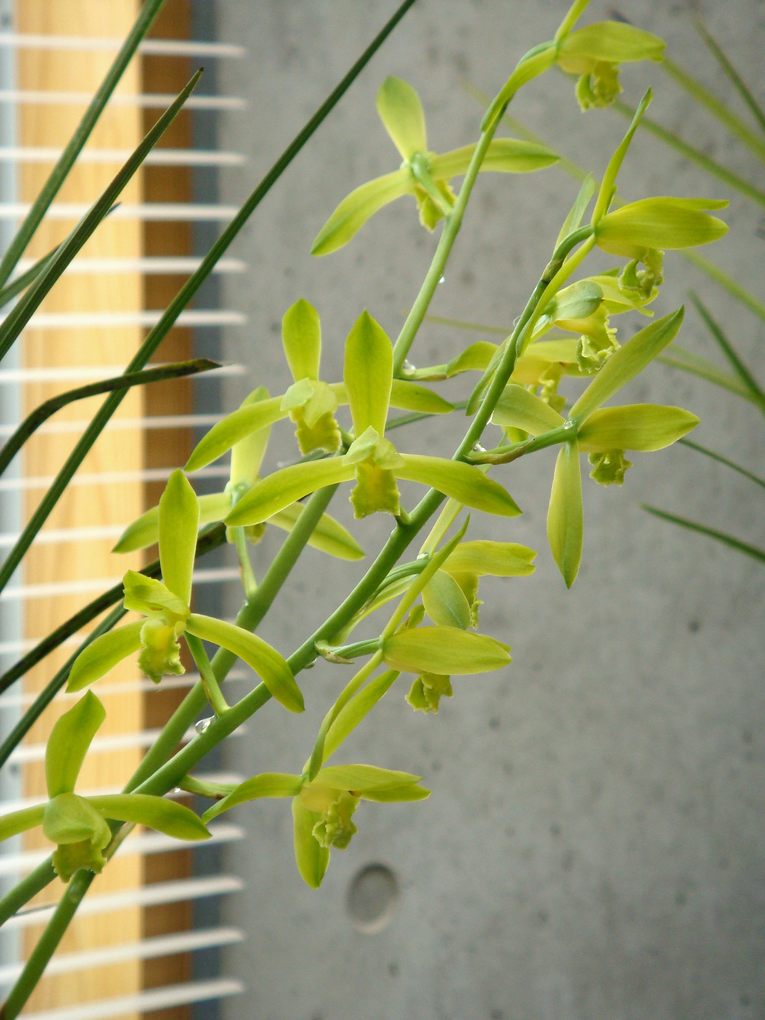 http://orchids.la.coocan.jp/Cymbidium/Cymbidium%20faberi/DSC02995.JPG