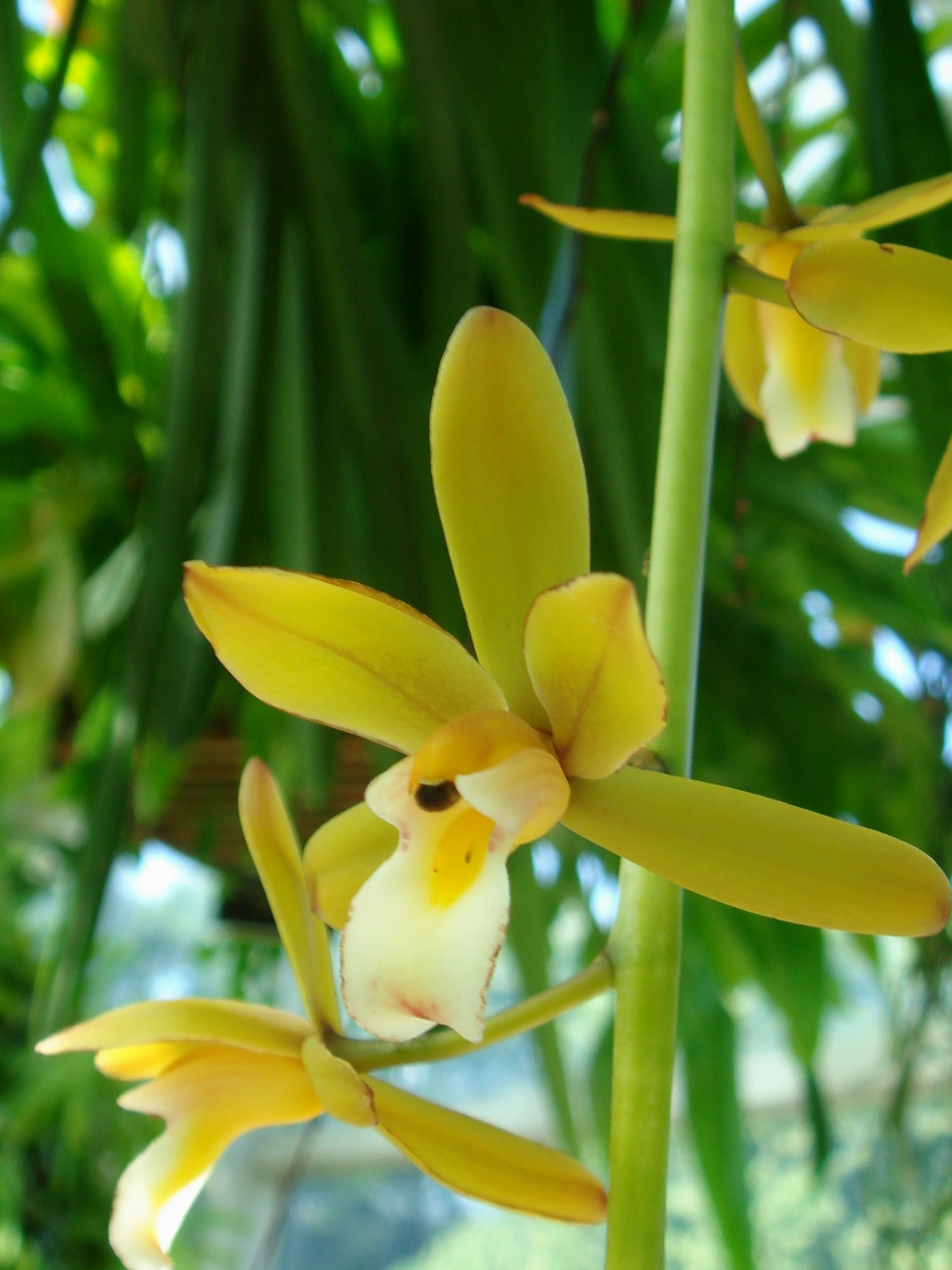 http://orchids.la.coocan.jp/Cymbidium/Cymbidium%20finlaysonianum/DSC02838.JPG