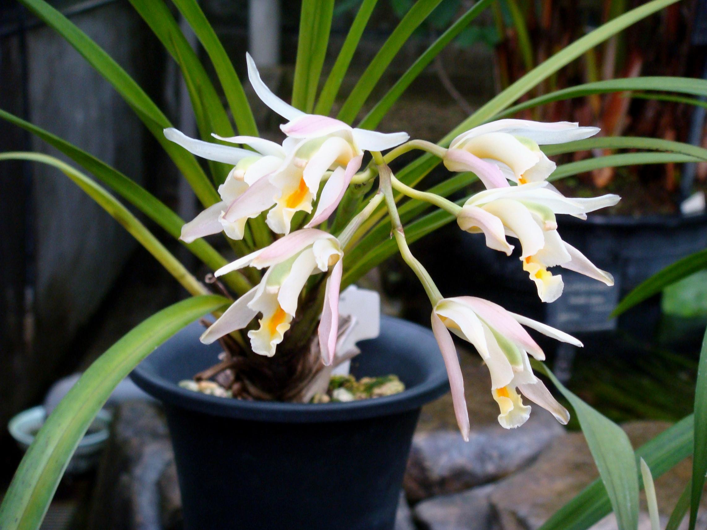 http://orchids.la.coocan.jp/Cymbidium/Cymbidium%20mastersii/DSC03291.JPG