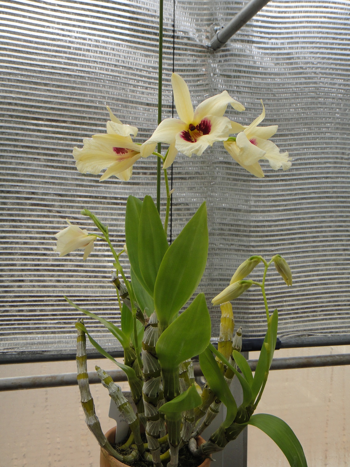 http://orchids.la.coocan.jp/Dendrobium/Dendrobium%20albosanguineum/DSC02627.JPG