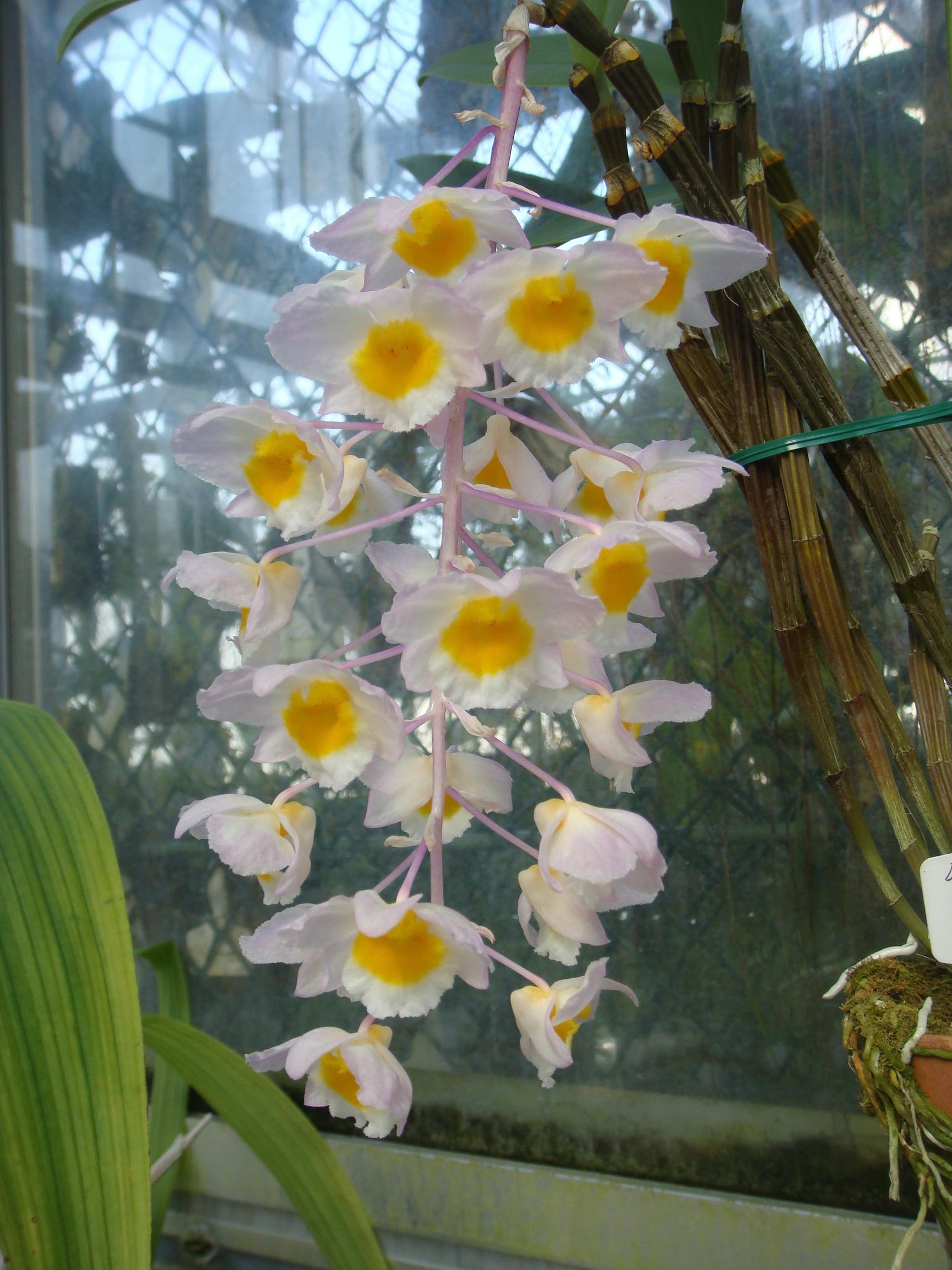 http://orchids.la.coocan.jp/Dendrobium/Dendrobium%20amabile/DSC04218.JPG