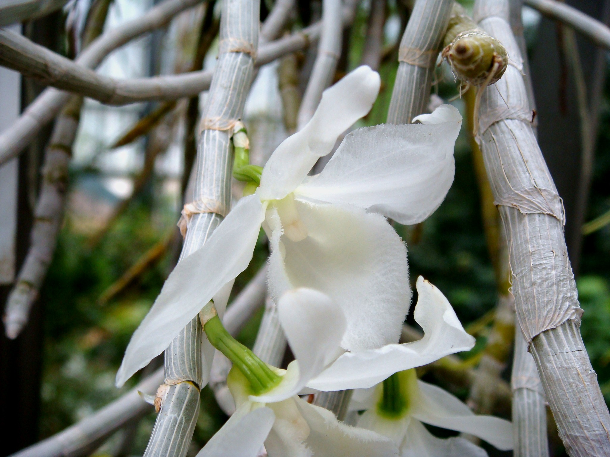http://orchids.la.coocan.jp/Dendrobium/Dendrobium%20anosmum%20alba/DSC06762.JPG