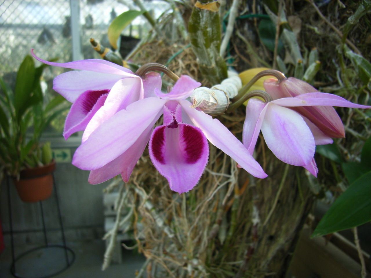 http://orchids.la.coocan.jp/Dendrobium/Dendrobium%20anosmum%20delacourii/R0055385.JPG