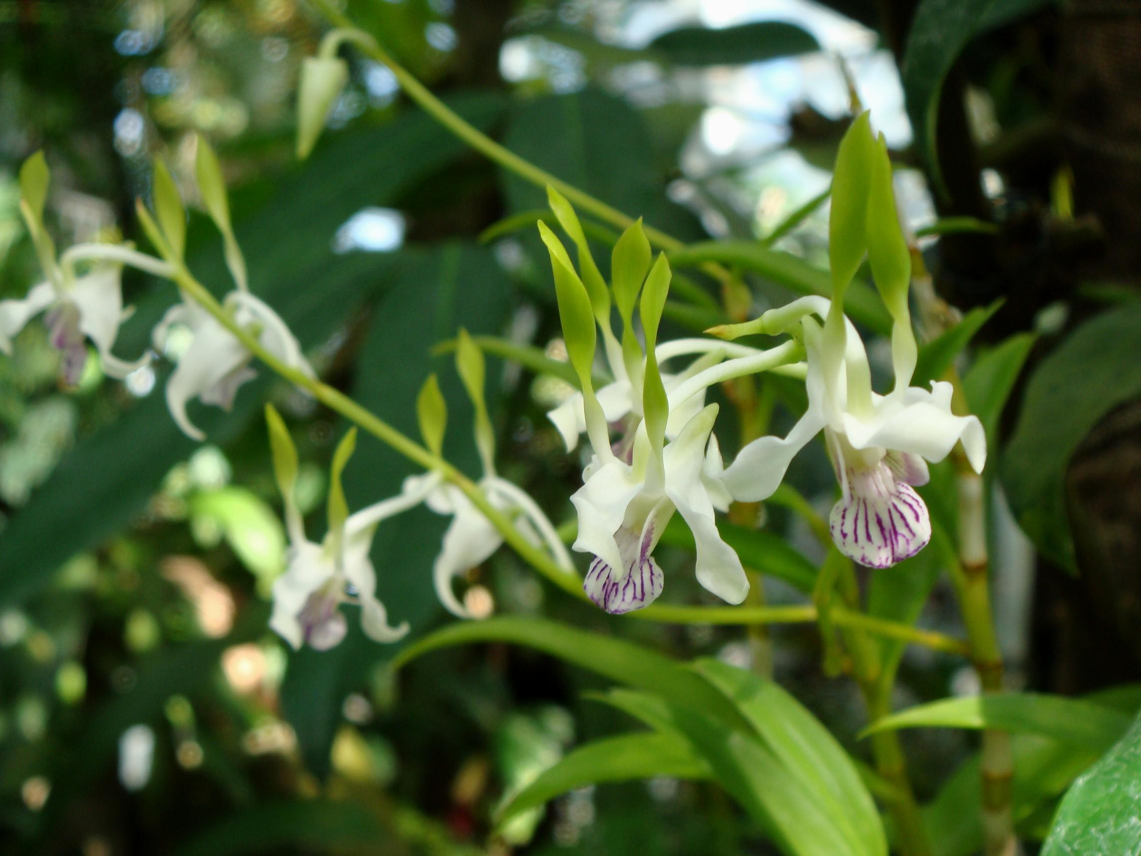 http://orchids.la.coocan.jp/Dendrobium/Dendrobium%20antennatum/DSC03014.JPG