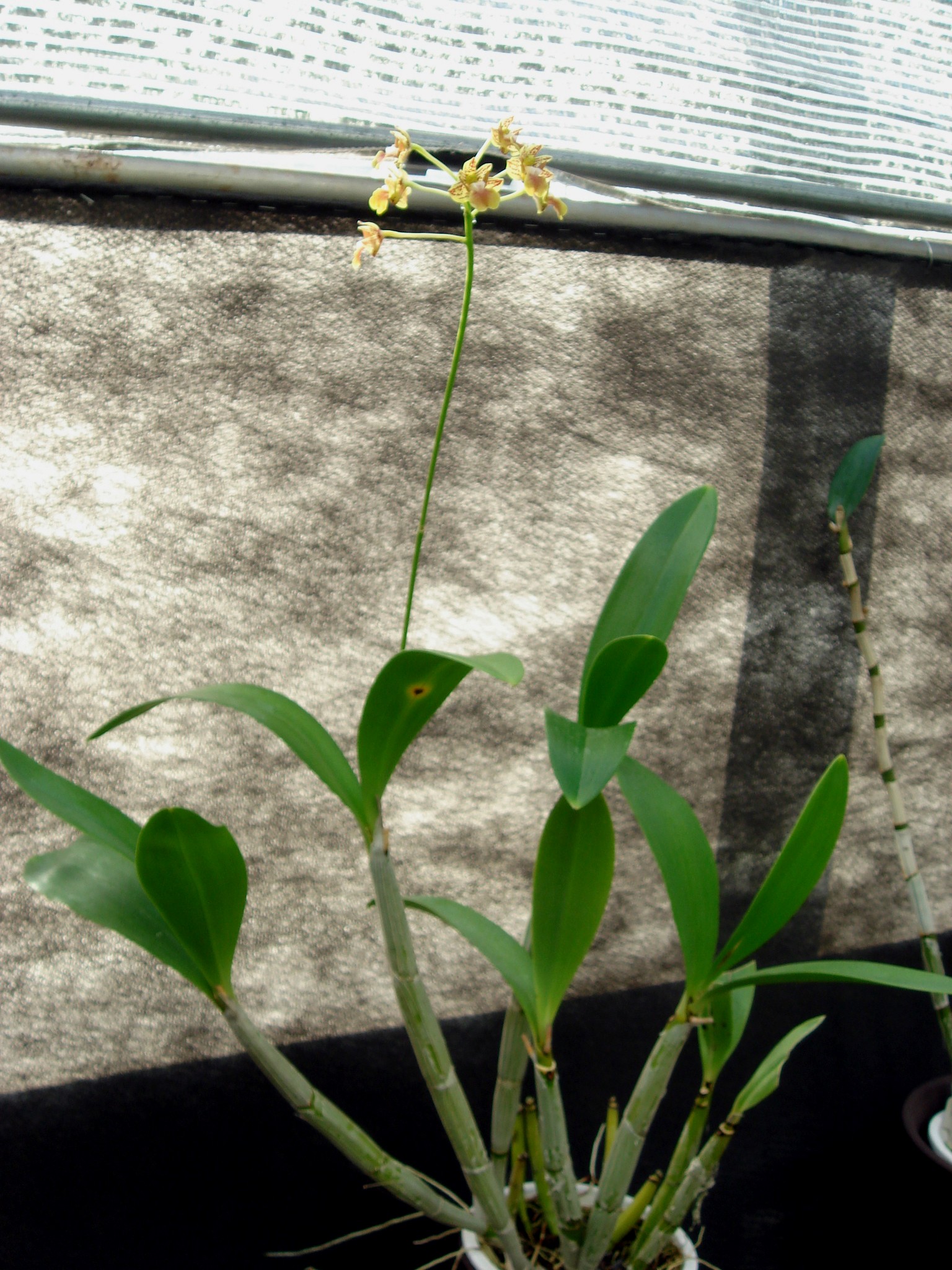 http://orchids.la.coocan.jp/Dendrobium/Dendrobium%20bifalce/DSC08912.JPG
