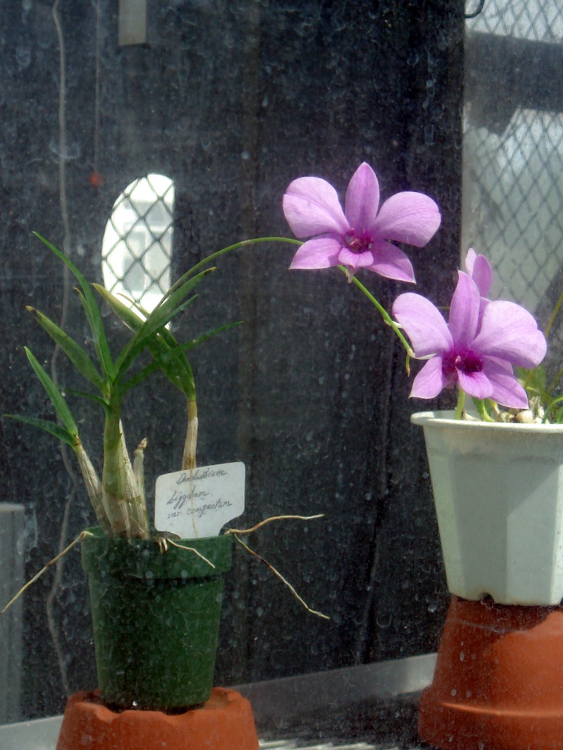 http://orchids.la.coocan.jp/Dendrobium/Dendrobium%20bigibbum%20compactum/DSC00833.JPG