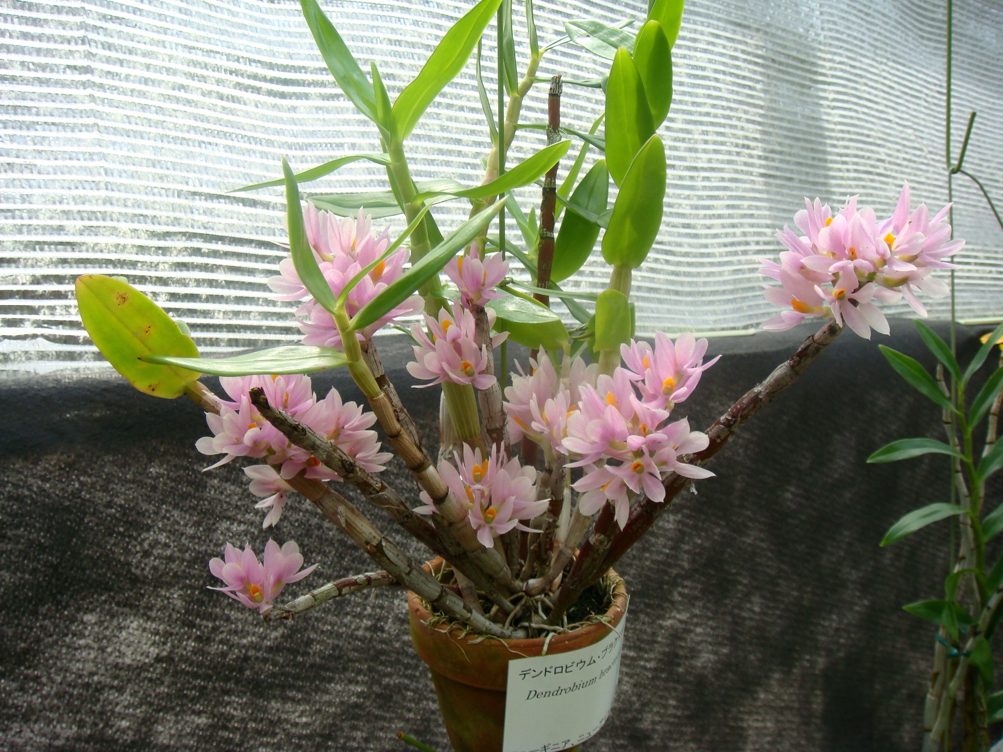 http://orchids.la.coocan.jp/Dendrobium/Dendrobium%20bracteosum/DSC07734.JPG
