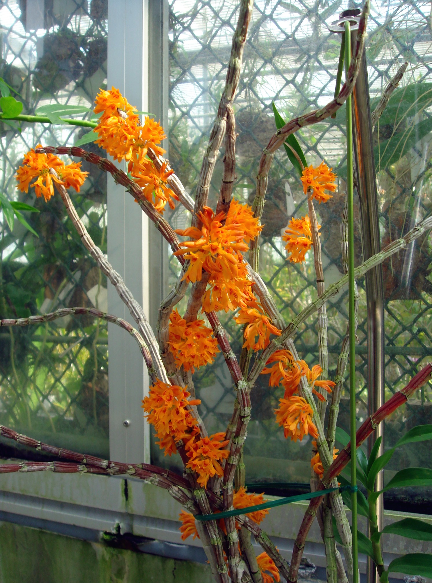 http://orchids.la.coocan.jp/Dendrobium/Dendrobium%20bullenianum/DSC04019.JPG