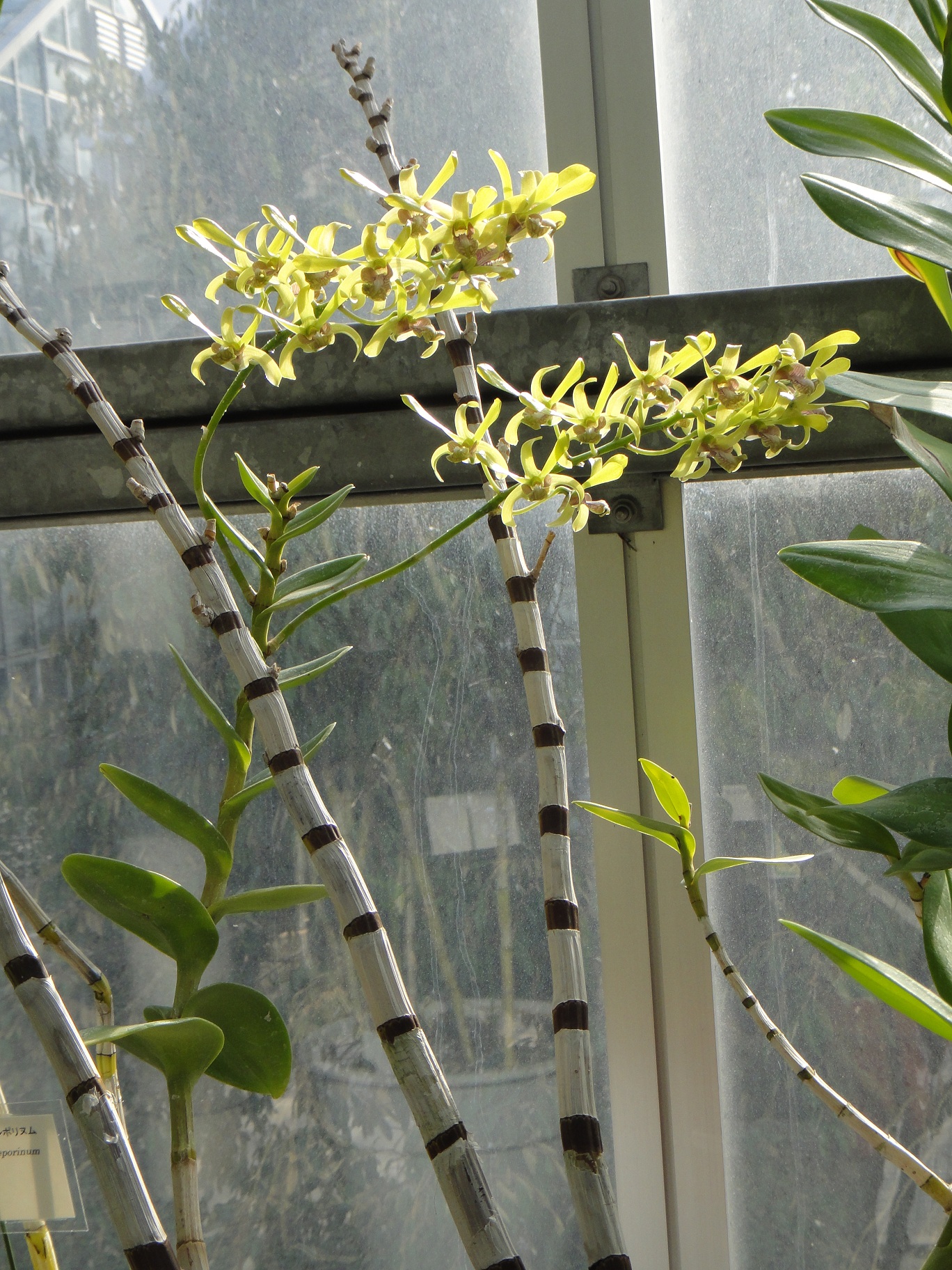 http://orchids.la.coocan.jp/Dendrobium/Dendrobium%20calophyllum/DSC08186.JPG