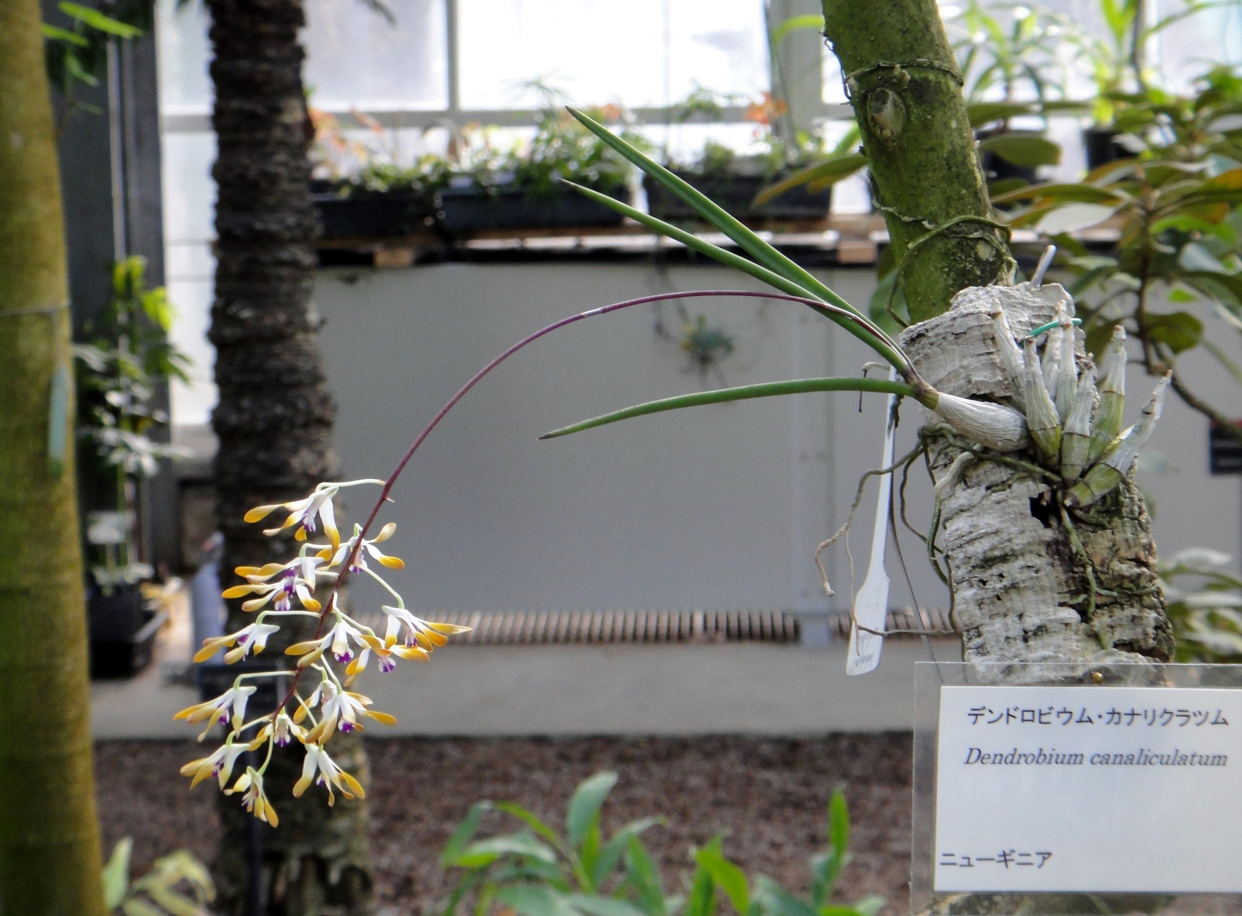 http://orchids.la.coocan.jp/Dendrobium/Dendrobium%20canaliculatum/DSC08267.JPG