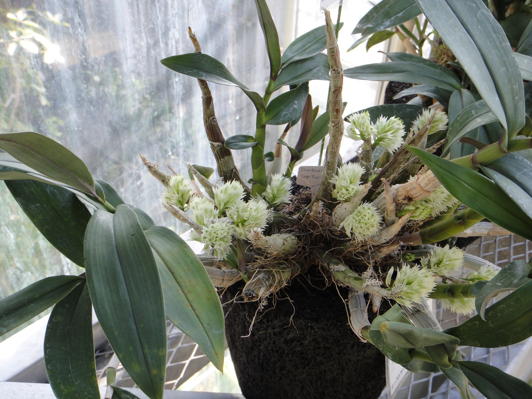 http://orchids.la.coocan.jp/Dendrobium/Dendrobium%20capituliflorum/DSC09512.JPG