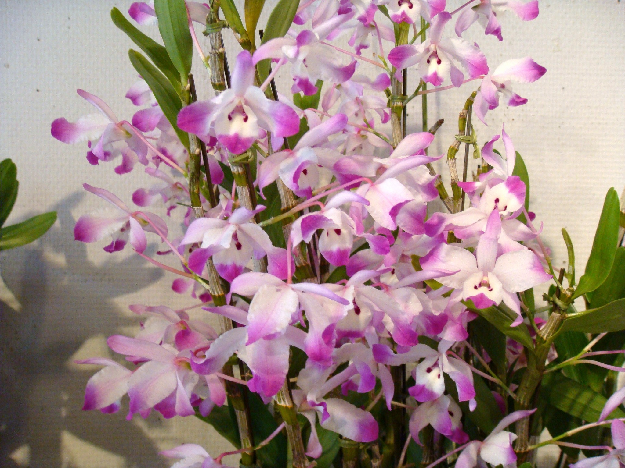 http://orchids.la.coocan.jp/Dendrobium/Dendrobium%20chlorostylum/DSC03493.JPG