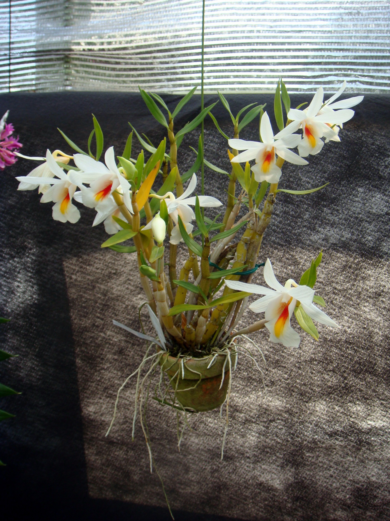 http://orchids.la.coocan.jp/Dendrobium/Dendrobium%20christyanum/DSC04971.JPG