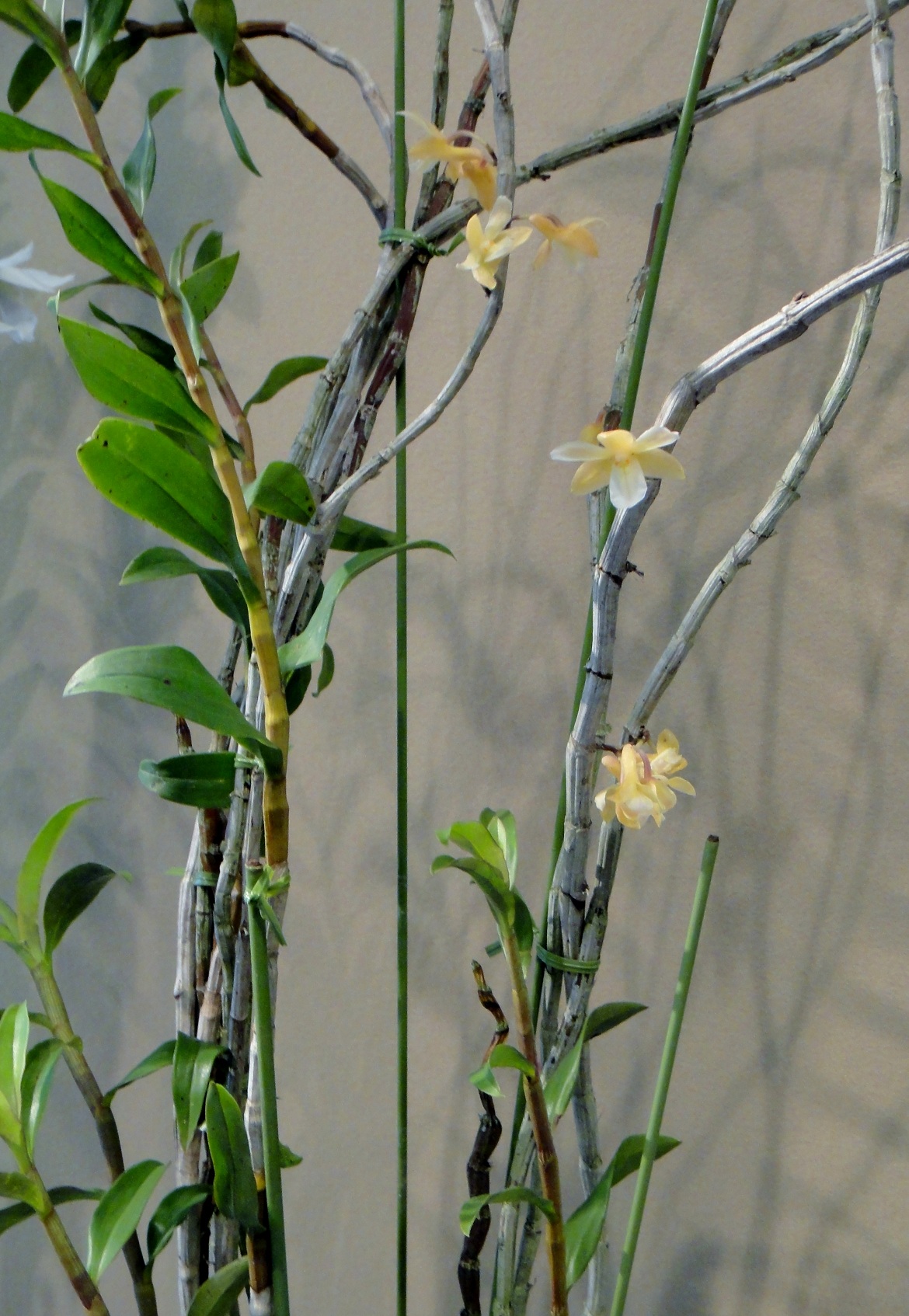 http://orchids.la.coocan.jp/Dendrobium/Dendrobium%20cinereum/DSC03887.JPG