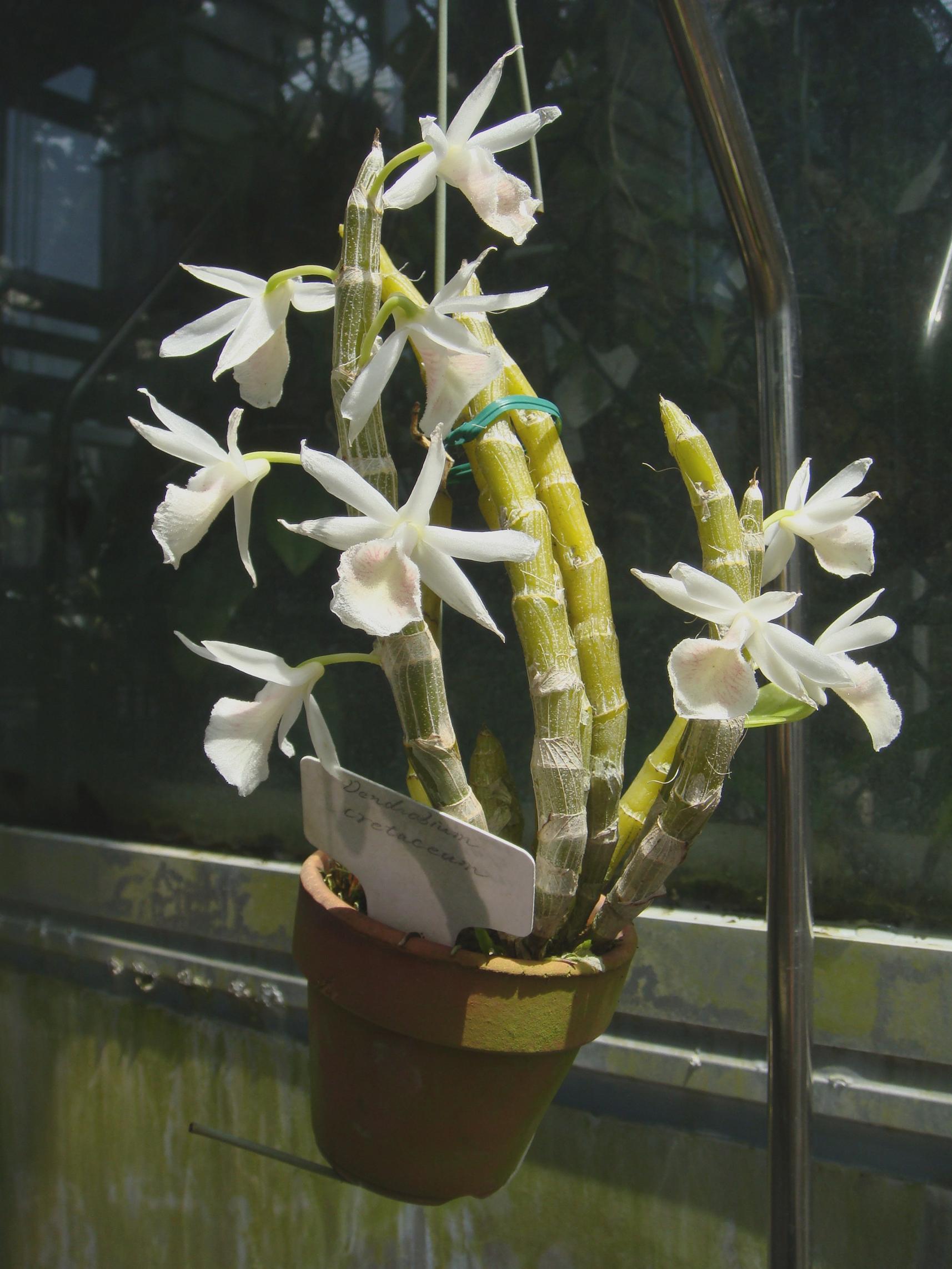 http://orchids.la.coocan.jp/Dendrobium/Dendrobium%20cretaceum/DSC06255.JPG