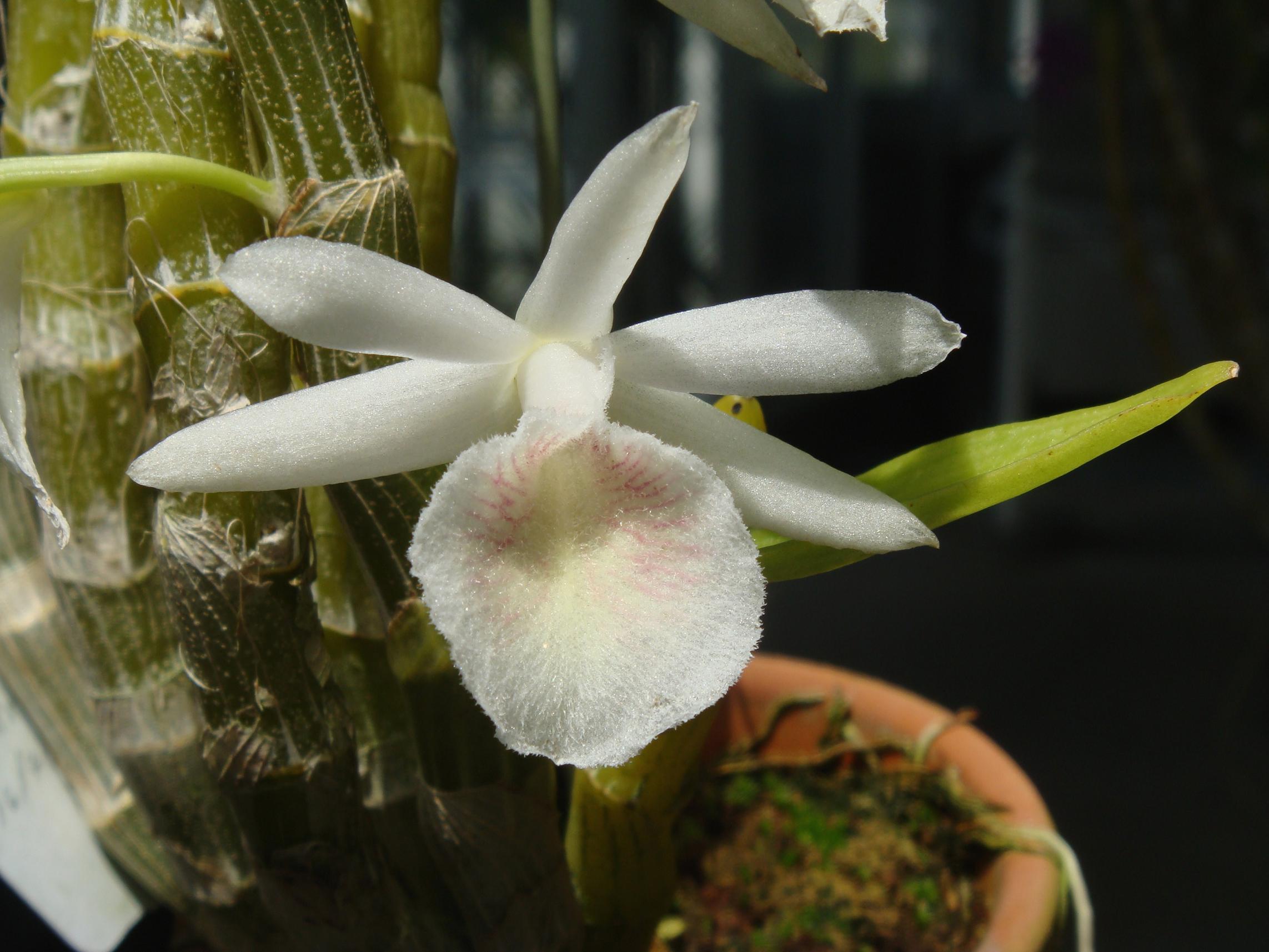 http://orchids.la.coocan.jp/Dendrobium/Dendrobium%20cretaceum/DSC06258.JPG