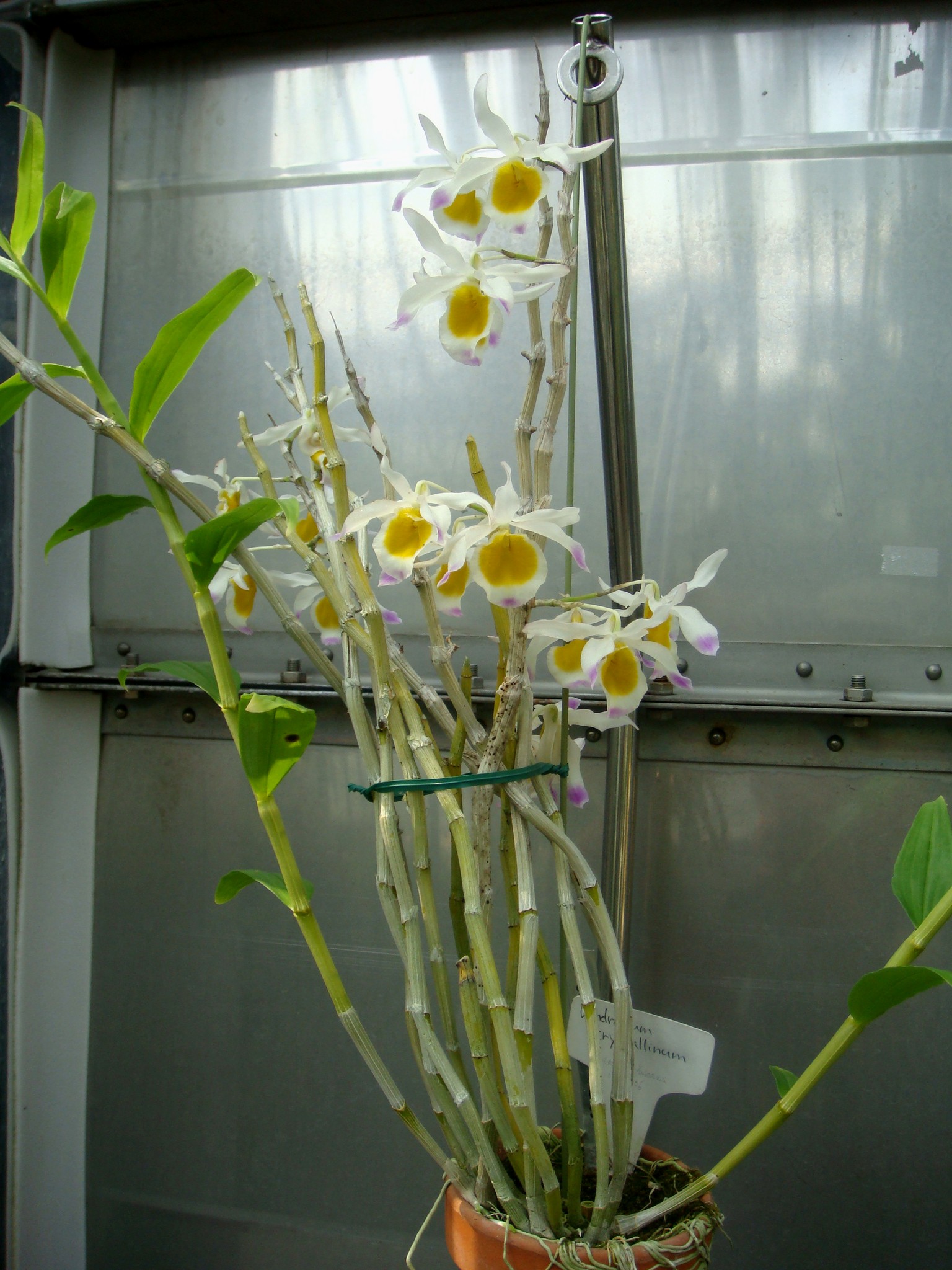 http://orchids.la.coocan.jp/Dendrobium/Dendrobium%20crystallinum/DSC09551.JPG