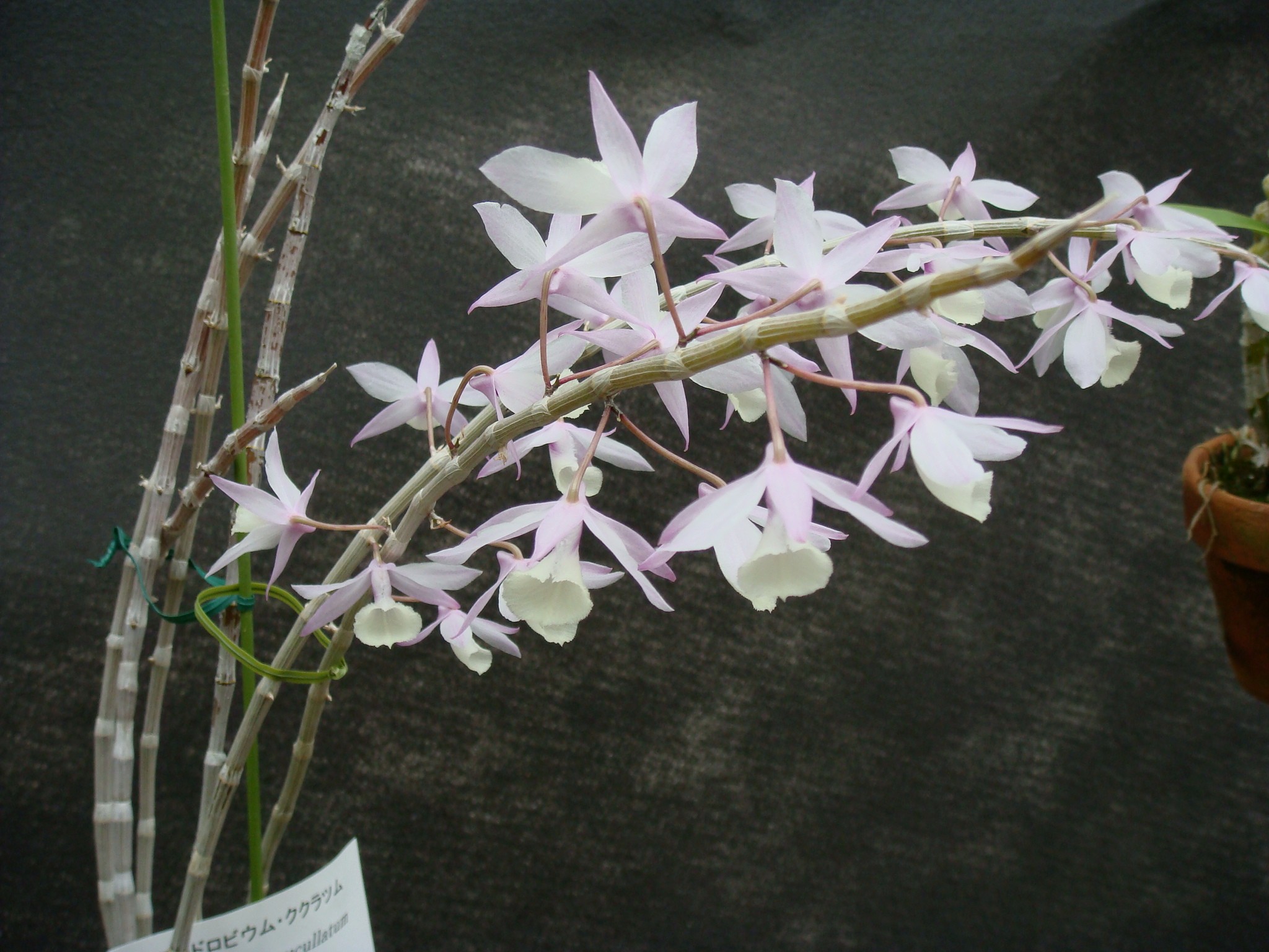 http://orchids.la.coocan.jp/Dendrobium/Dendrobium%20cucullatum/DSC06622.JPG