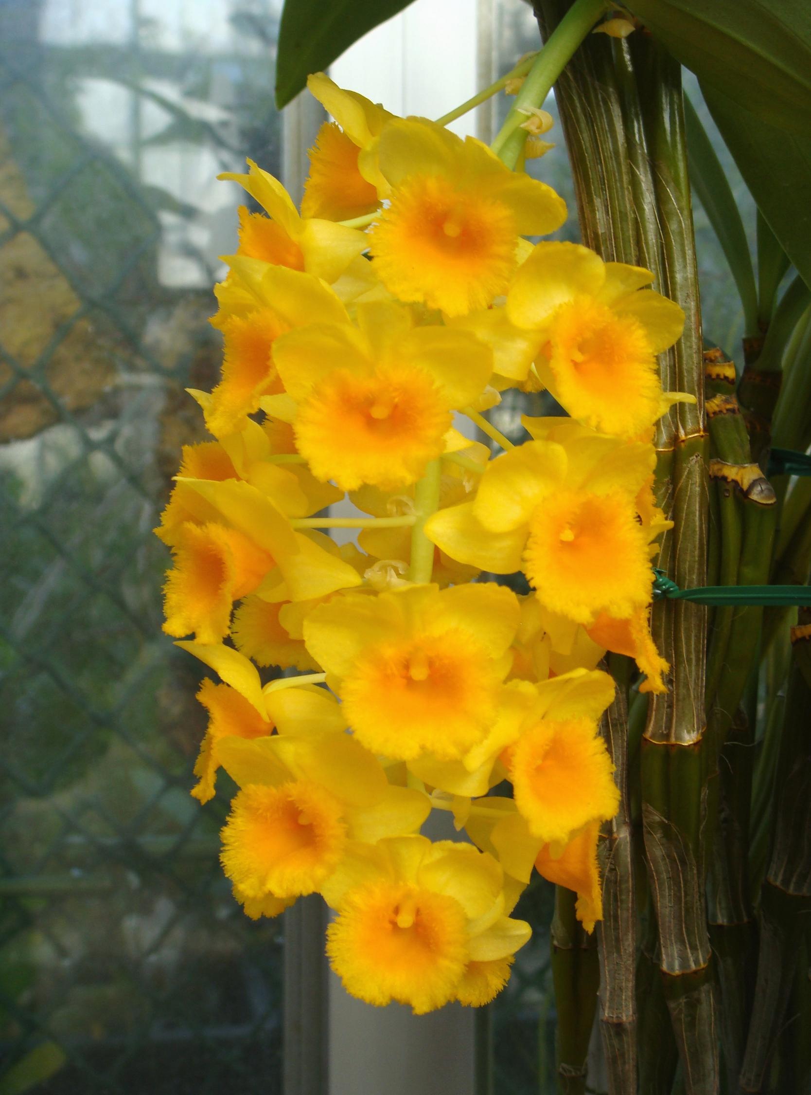 http://orchids.la.coocan.jp/Dendrobium/Dendrobium%20densiflorum/DSC04231.JPG