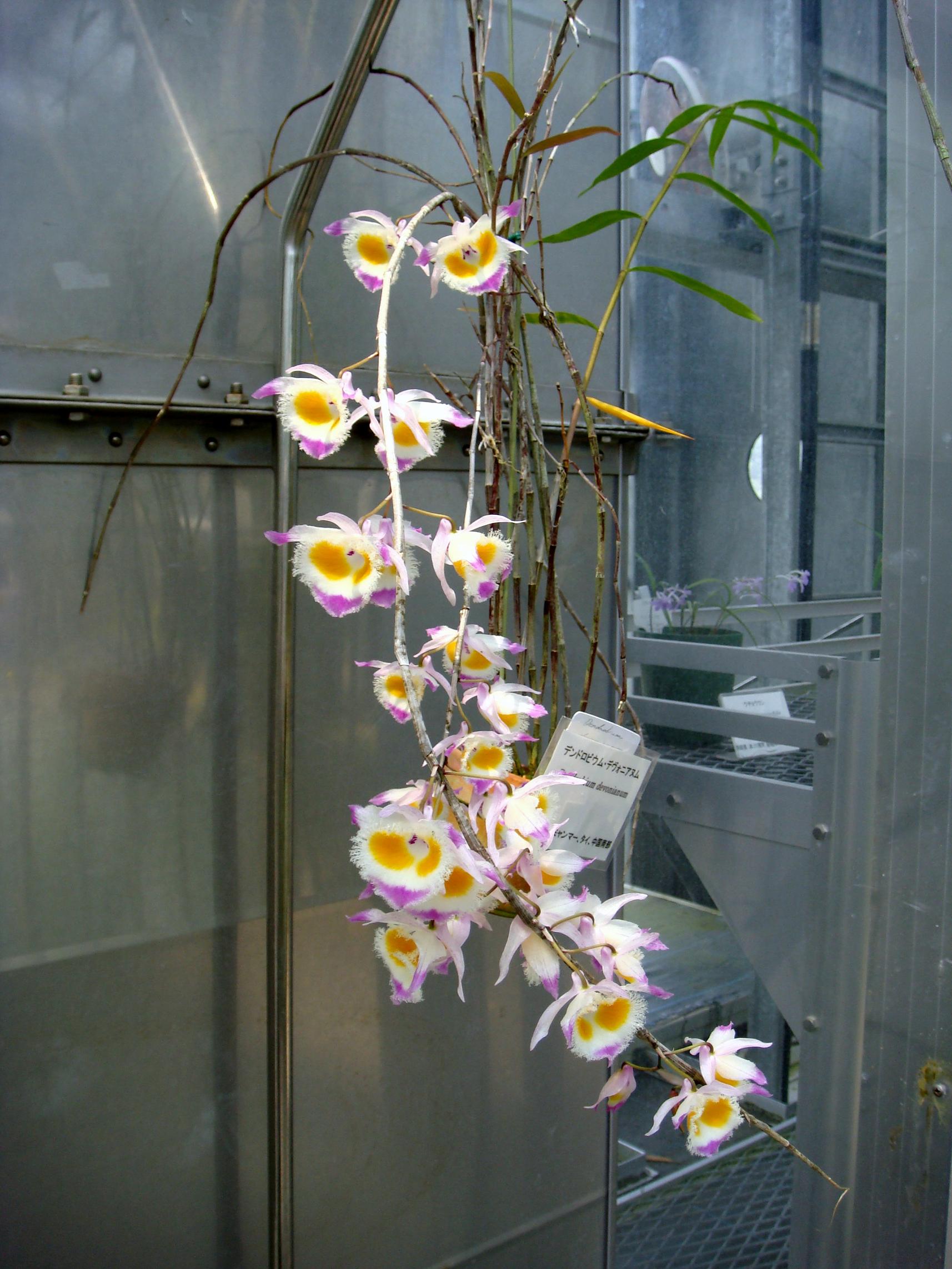 http://orchids.la.coocan.jp/Dendrobium/Dendrobium%20devonianum/DSC02043.JPG