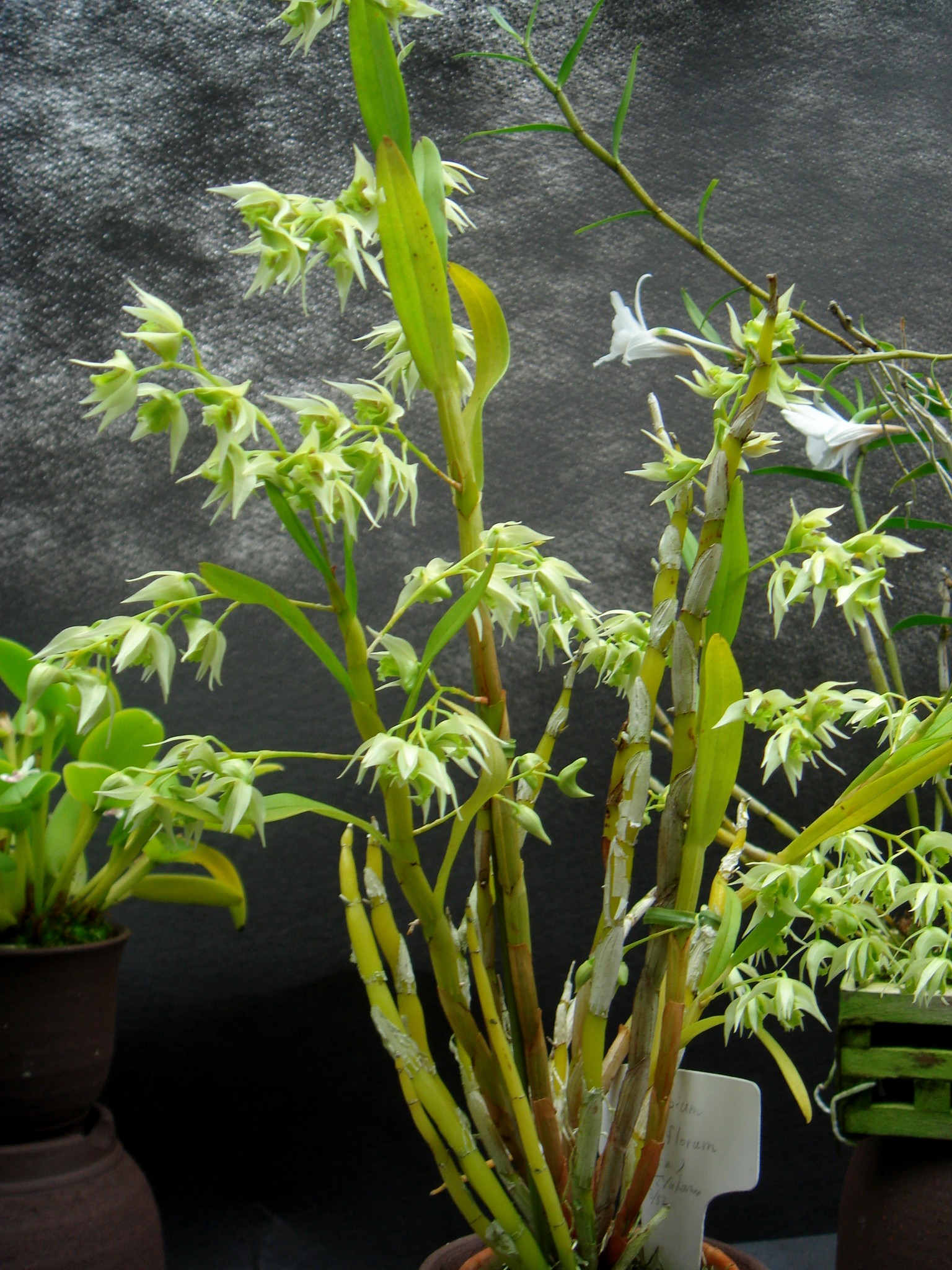 http://orchids.la.coocan.jp/Dendrobium/Dendrobium%20eriiflorum/DSC00951.JPG