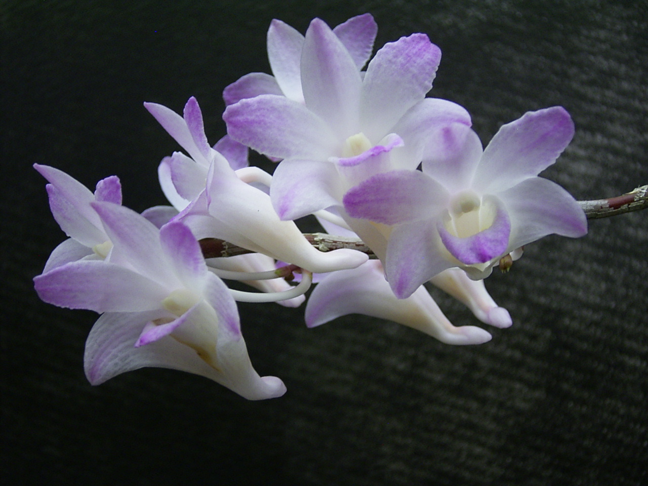 http://orchids.la.coocan.jp/Dendrobium/Dendrobium%20fairchildae/R0043331.JPG