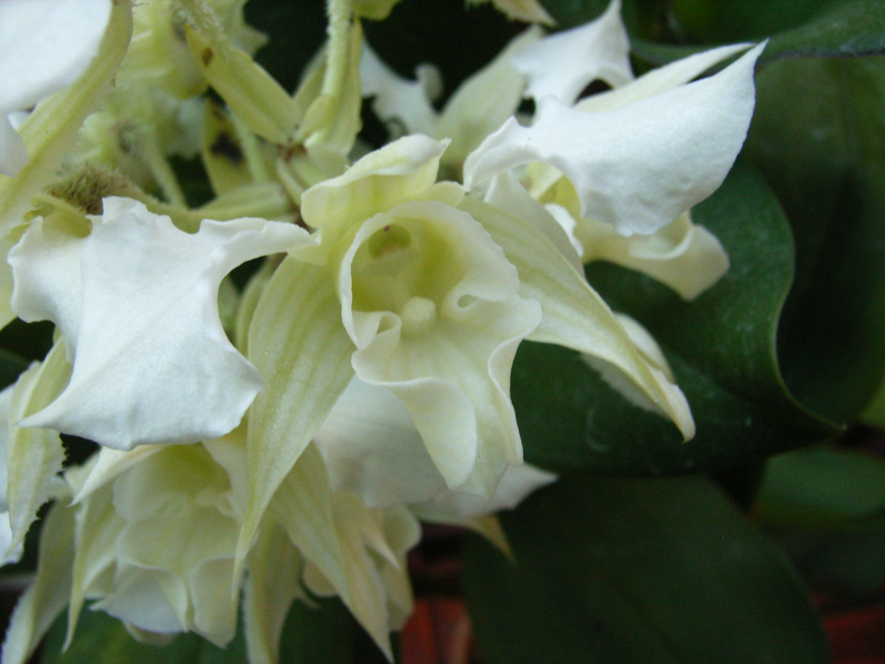 http://orchids.la.coocan.jp/Dendrobium/Dendrobium%20forbesii/R0054723.JPG