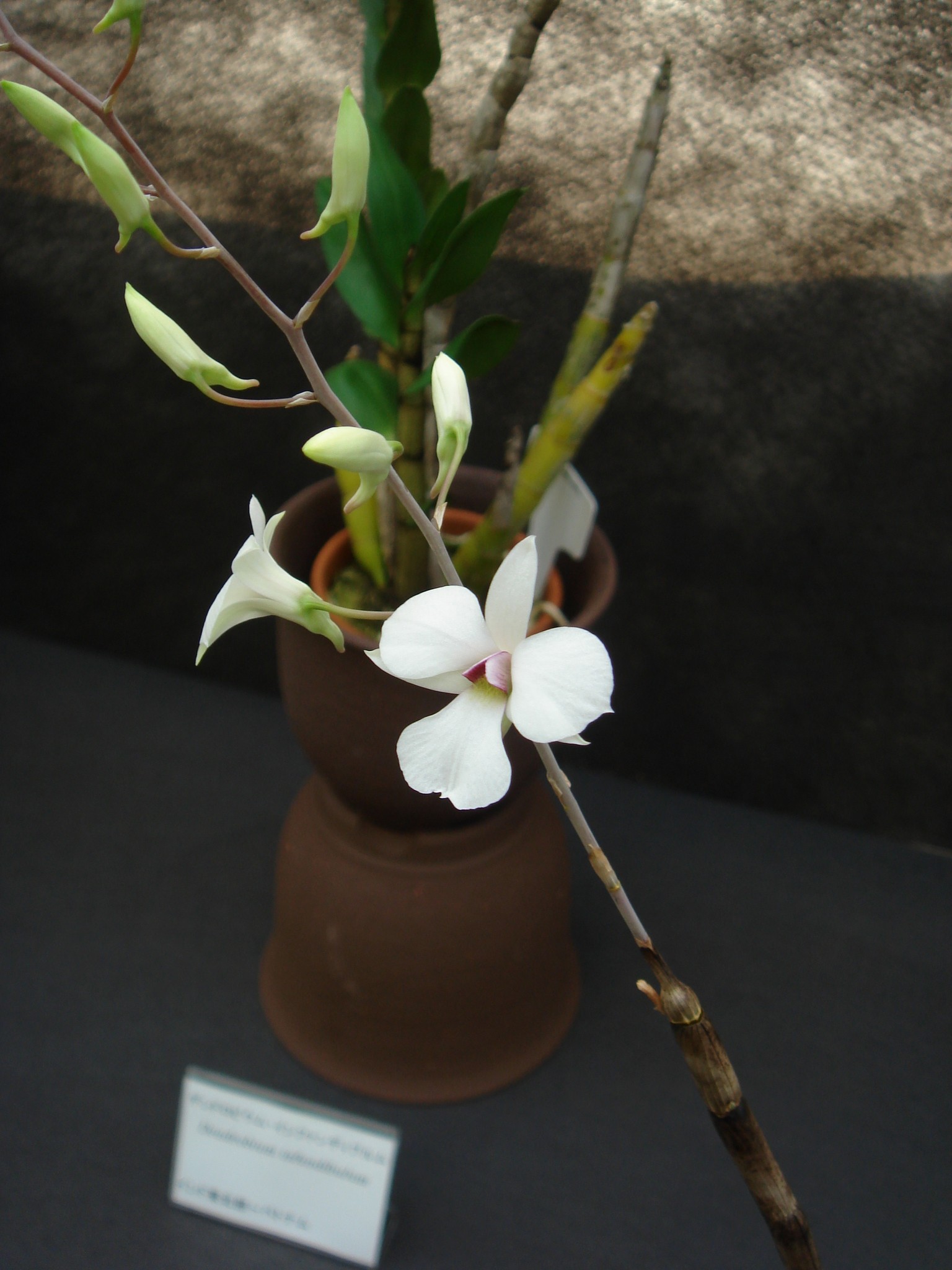 http://orchids.la.coocan.jp/Dendrobium/Dendrobium%20fytchianum/DSC01951.JPG