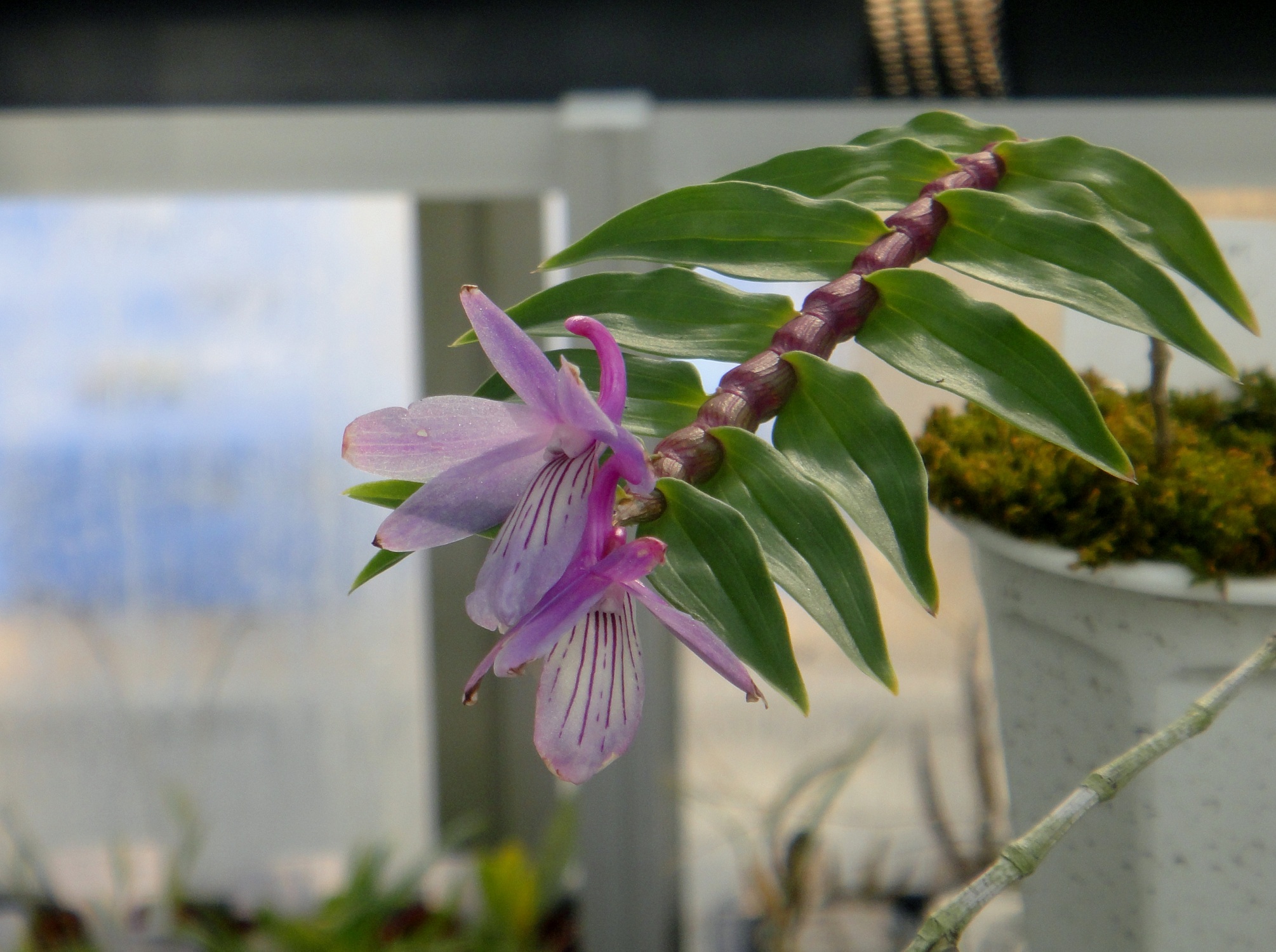 http://orchids.la.coocan.jp/Dendrobium/Dendrobium%20gonzalesii/DSC01843.JPG