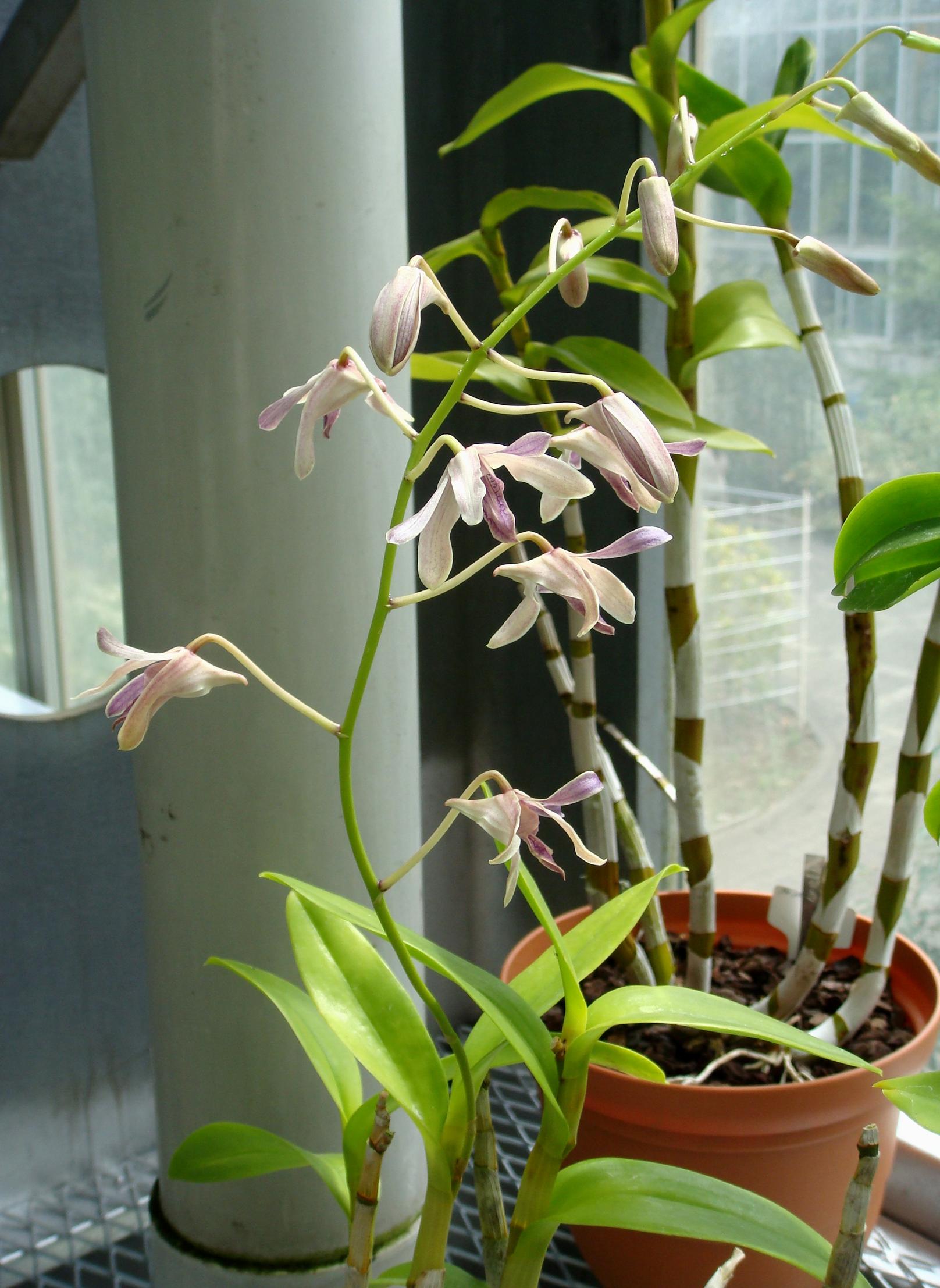 http://orchids.la.coocan.jp/Dendrobium/Dendrobium%20gouldii/DSC07895.JPG