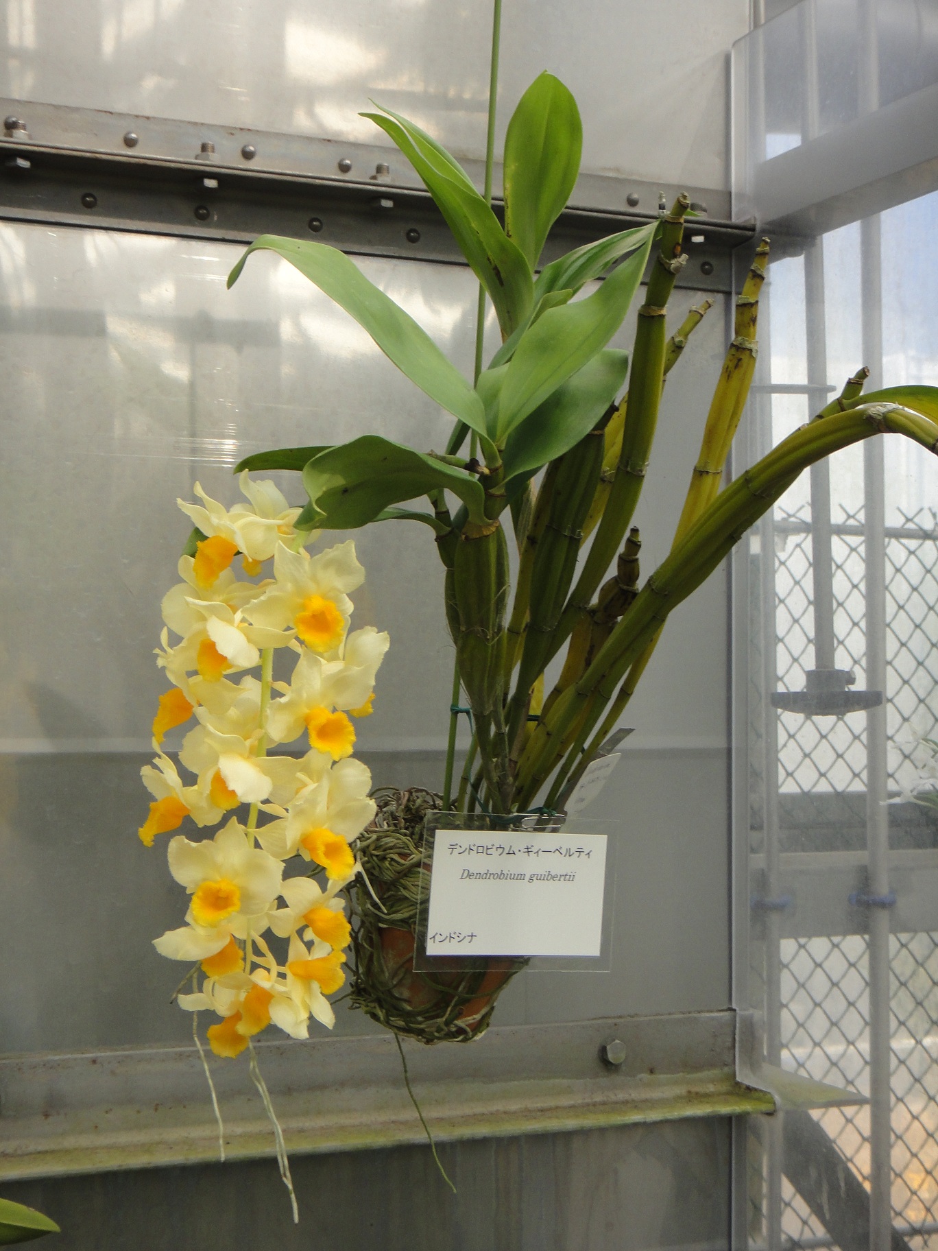 http://orchids.la.coocan.jp/Dendrobium/Dendrobium%20guibertii/DSC04001.JPG