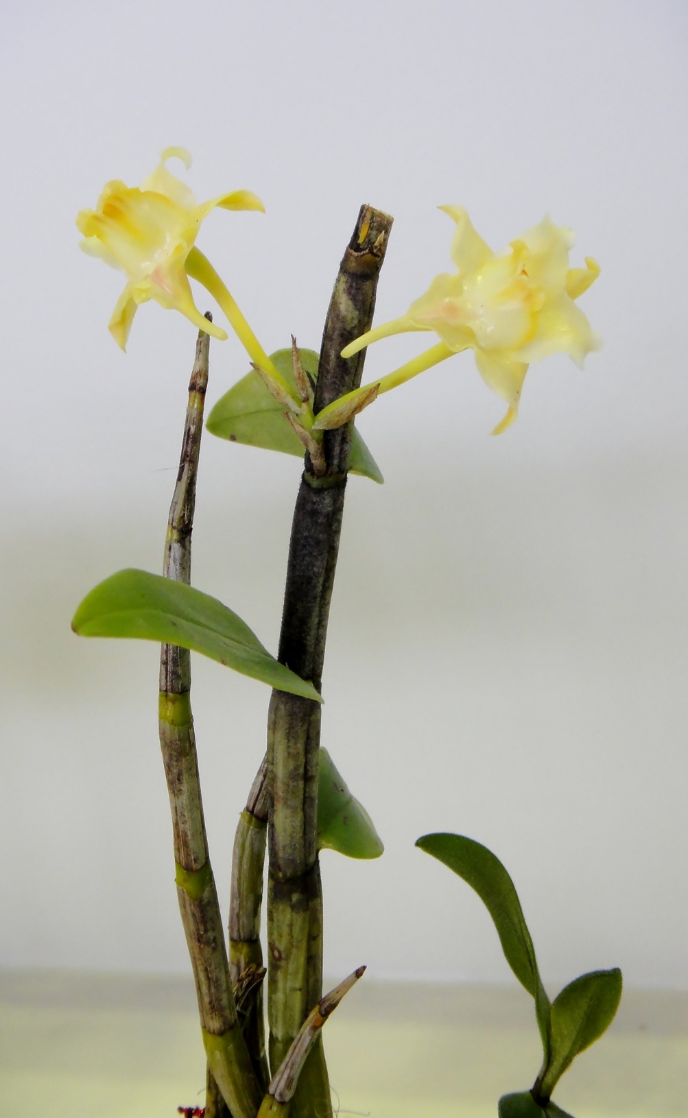 http://orchids.la.coocan.jp/Dendrobium/Dendrobium%20hallieri/DSC01157.JPG